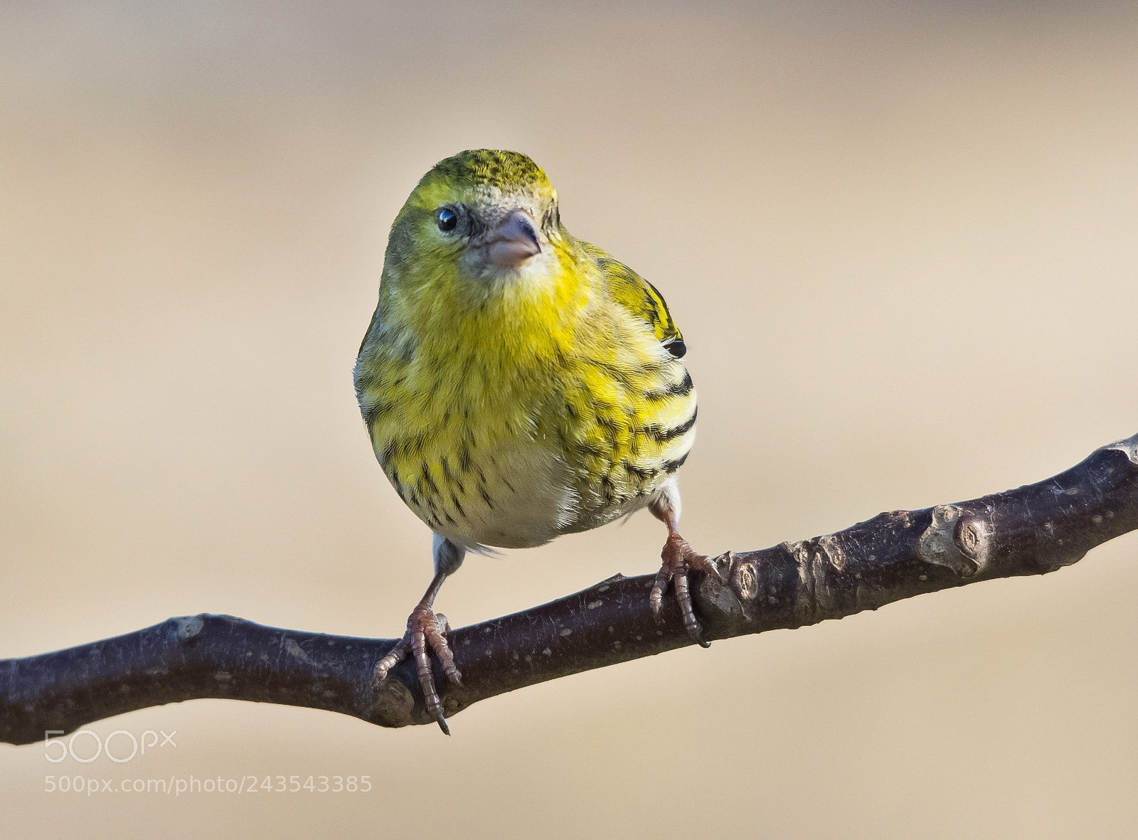 Nikon D7200 sample photo. Eurasian siskin photography
