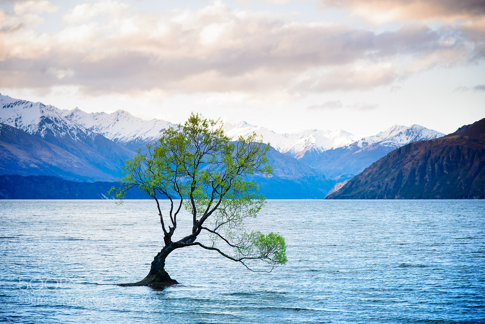 Nikon D610 sample photo. The tree in the photography