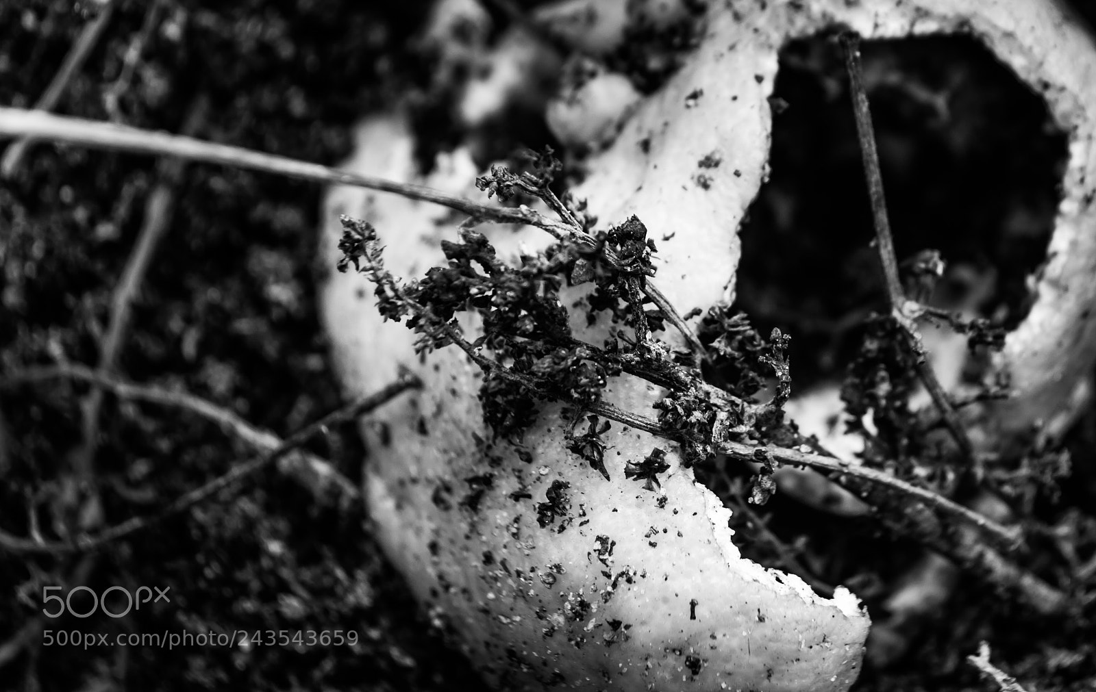 Nikon D3200 sample photo. Cascas photography