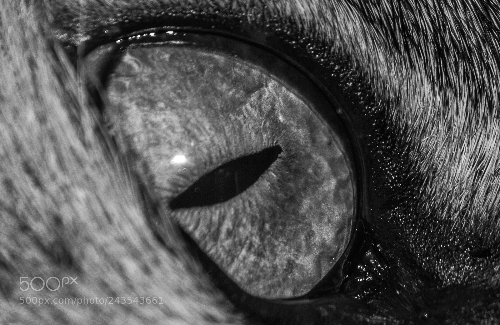 Nikon D3200 sample photo. Olhos de gato photography
