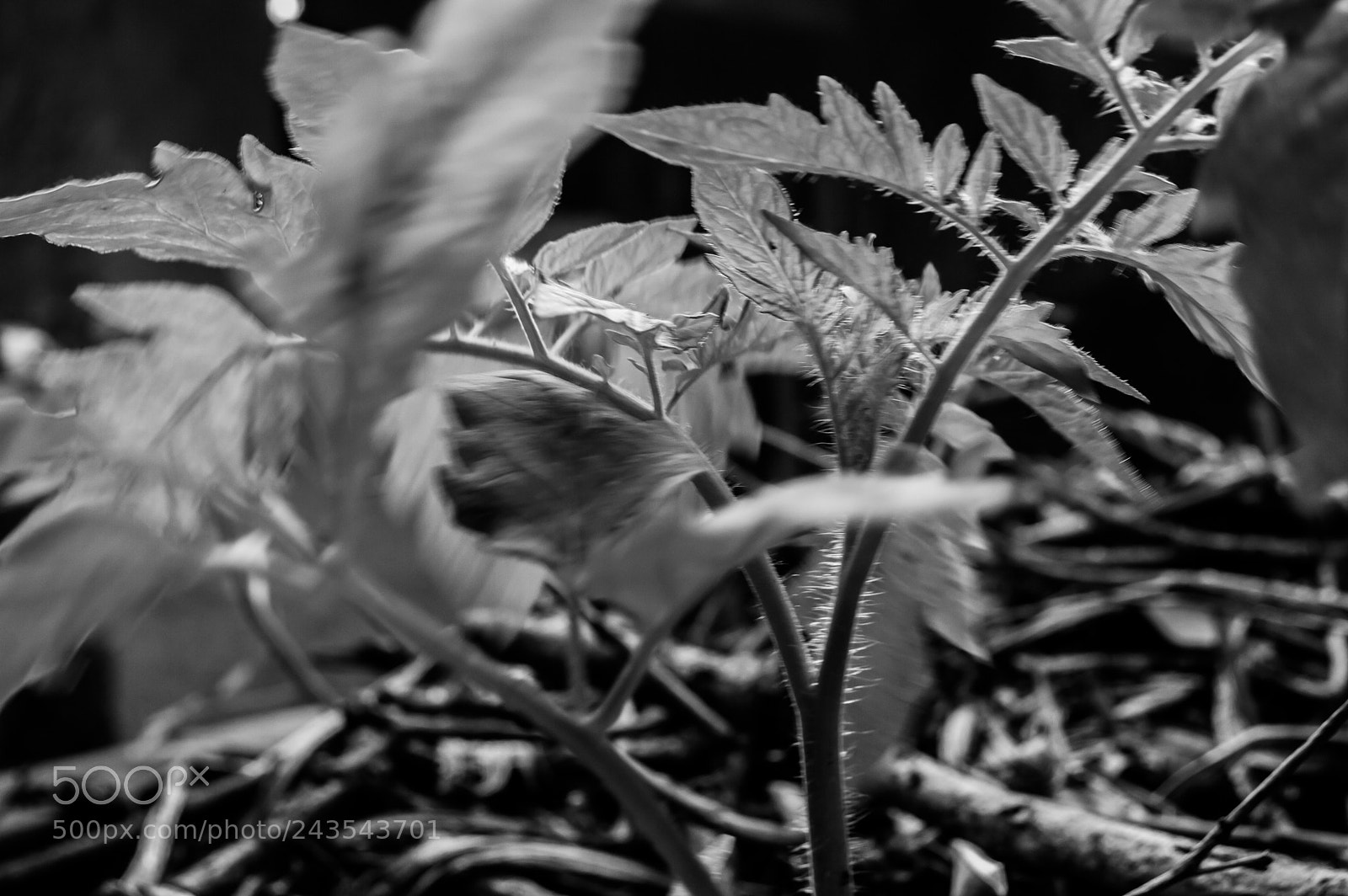 Nikon D3200 sample photo. Tomate photography
