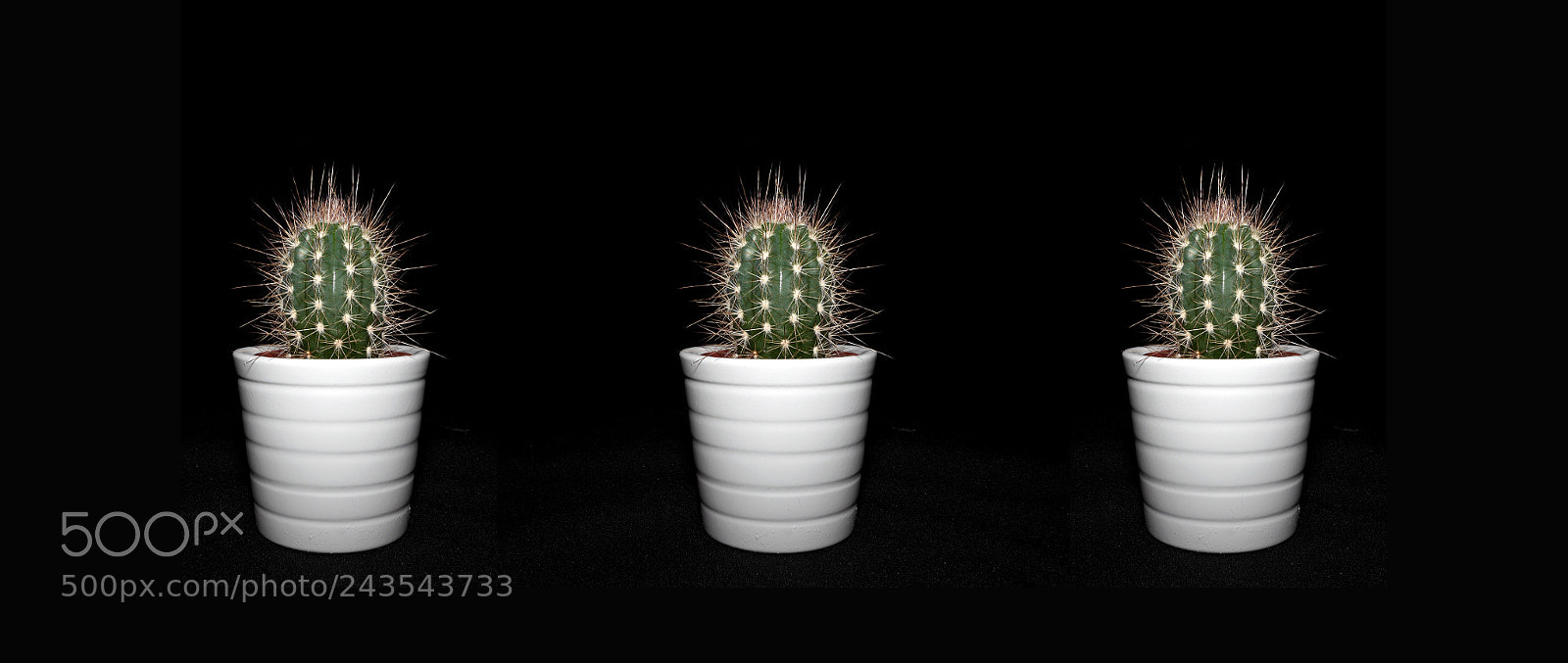 Panasonic Lumix DMC-GH3 sample photo. 3 cactus photography
