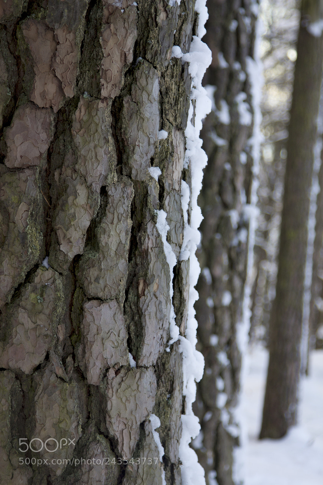 Canon EOS 60D sample photo. Old tree bark photography