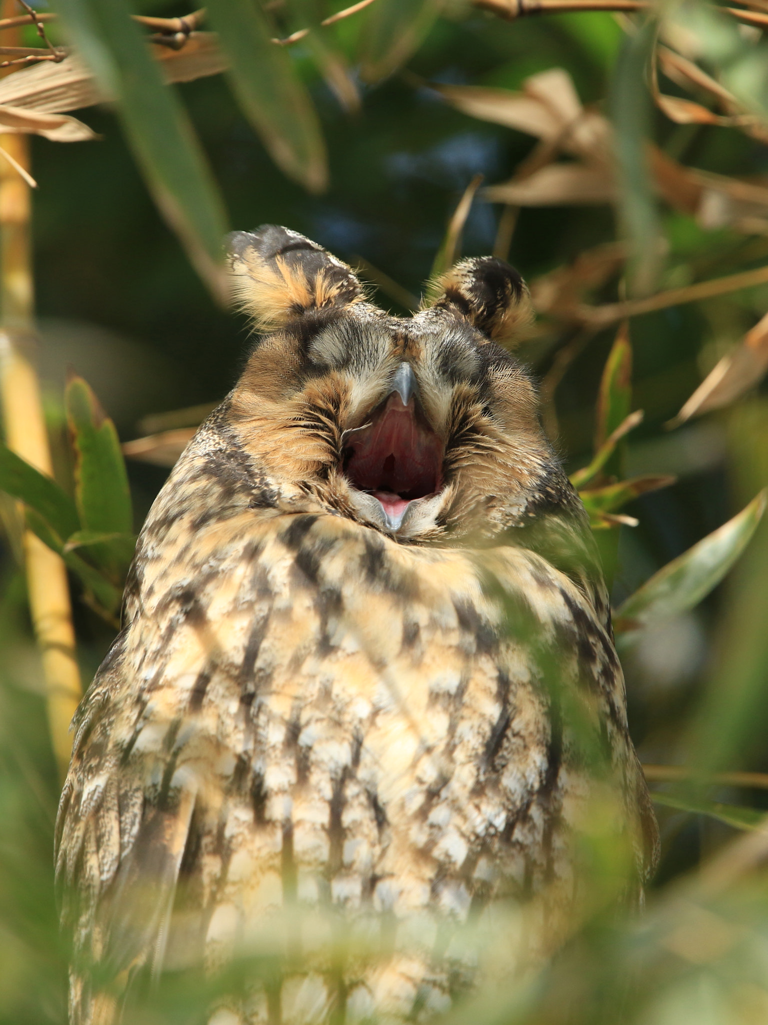 Canon EF 400mm F2.8L IS USM sample photo. Long-eared owl  トラフズク大あくび photography