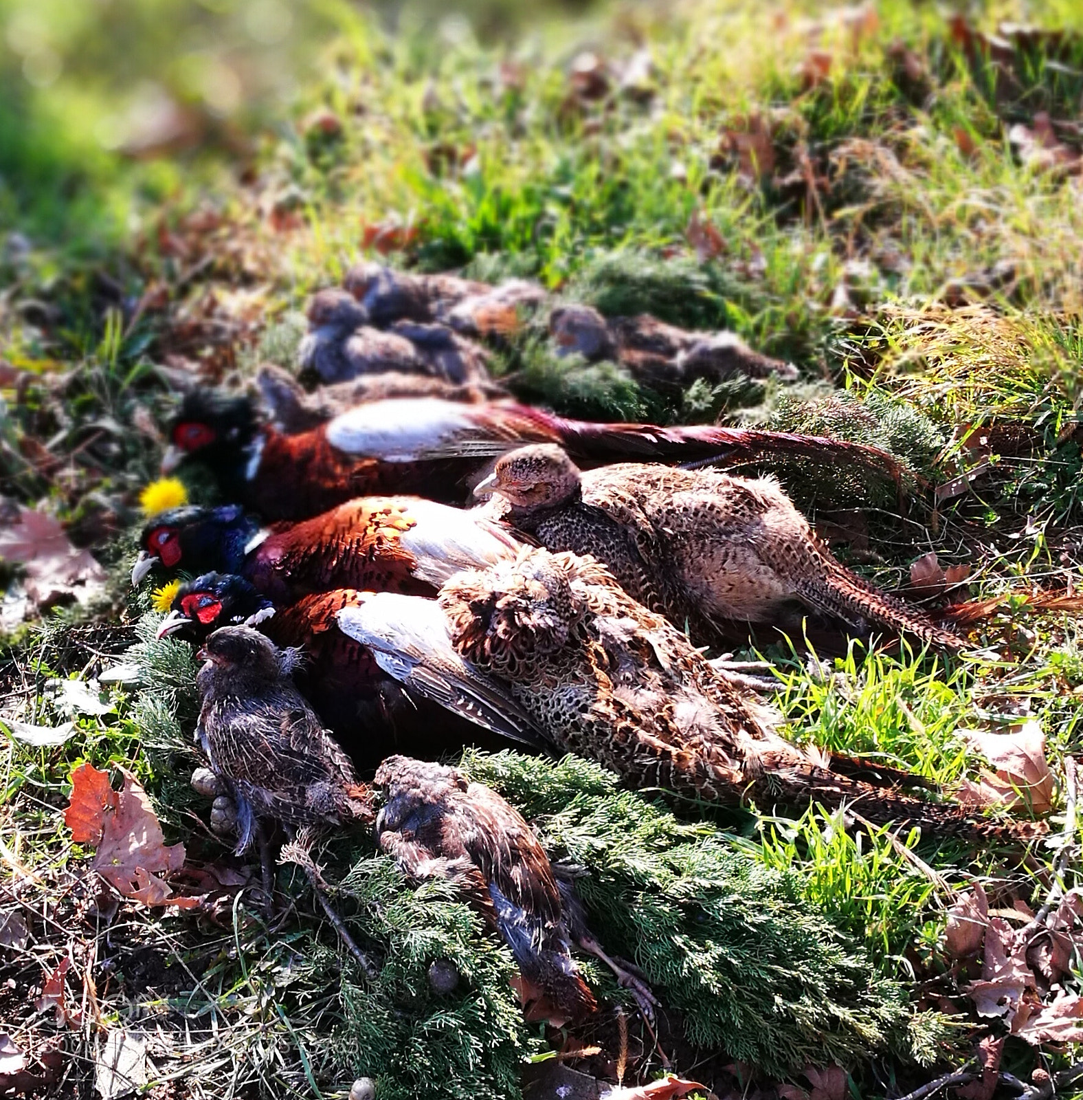 HUAWEI P9 sample photo. Pheasant hunt photography
