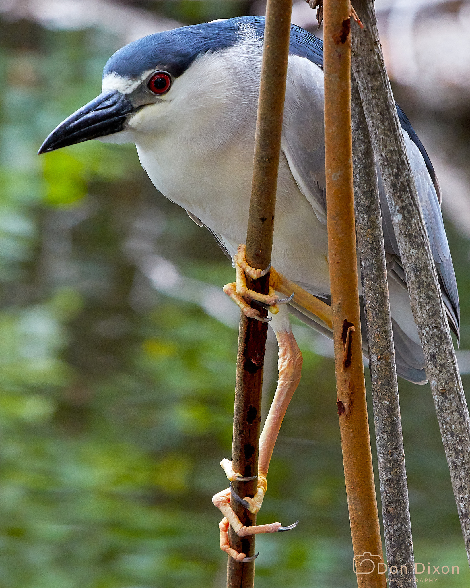 Canon EF 100-400mm F4.5-5.6L IS USM sample photo. Taken in jamaica on the black river tour photography