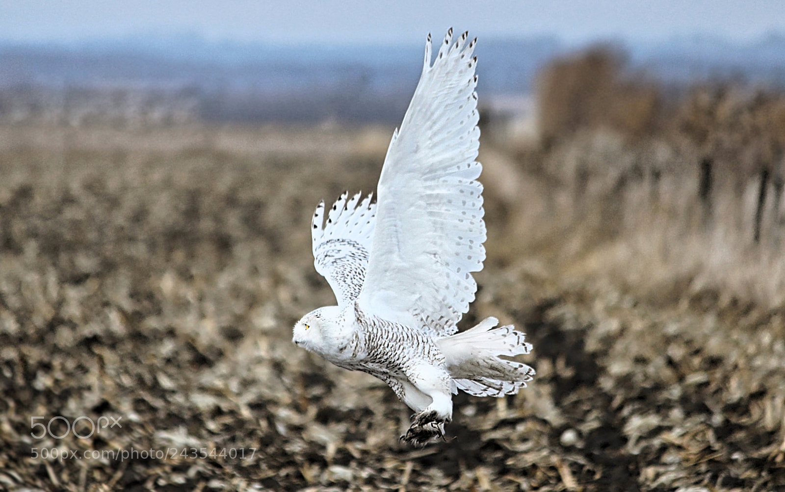 Canon EOS 600D (Rebel EOS T3i / EOS Kiss X5) sample photo. Snowy owl photography
