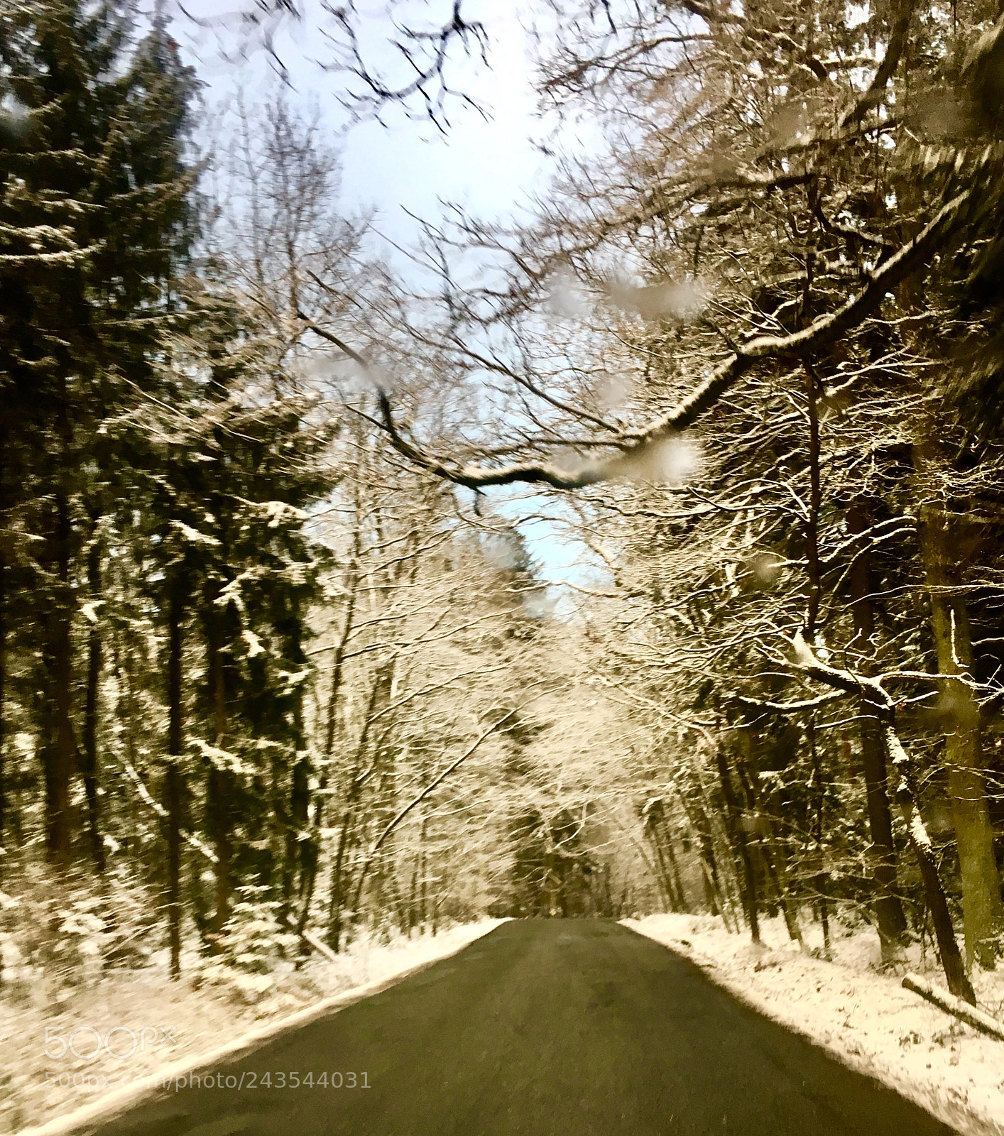Apple iPhone 6s sample photo. Coniferous forest photography