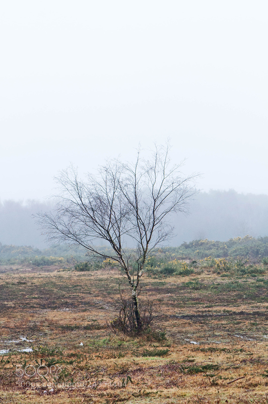 Nikon D90 sample photo. Greenham & crookham common photography