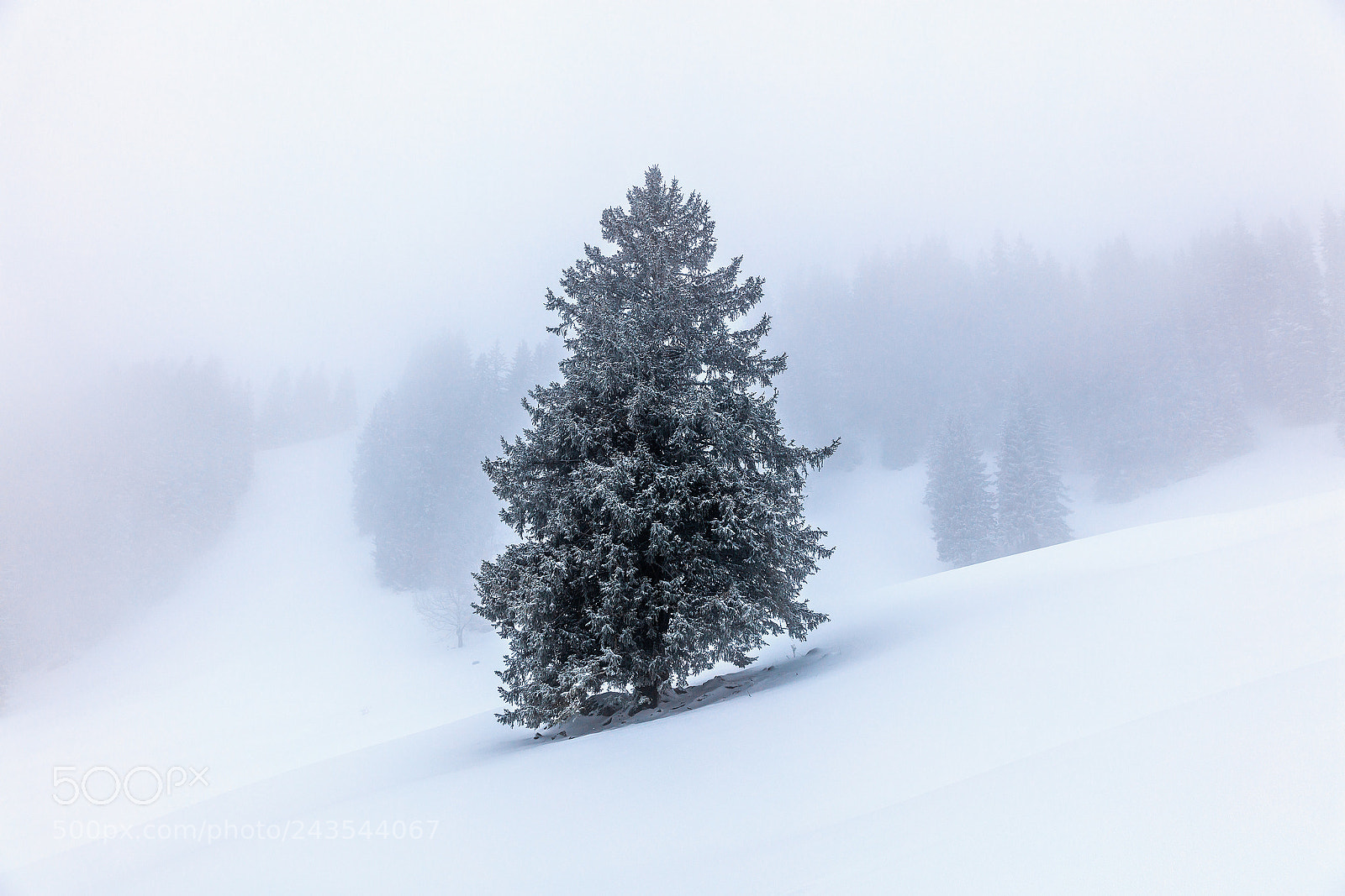 Canon EOS 5DS sample photo. The tree photography