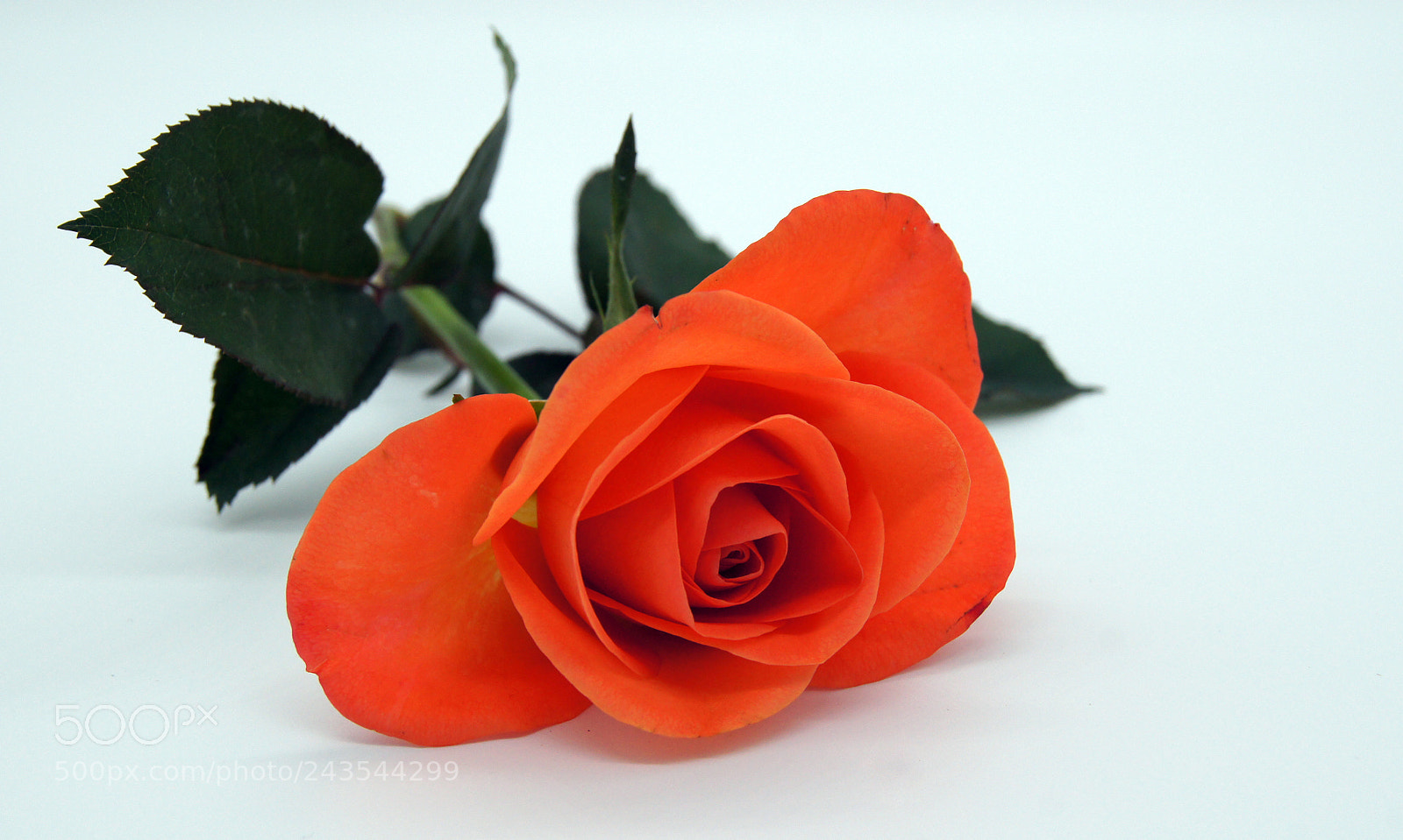 Sony SLT-A55 (SLT-A55V) sample photo. Salmon coloring rose on photography