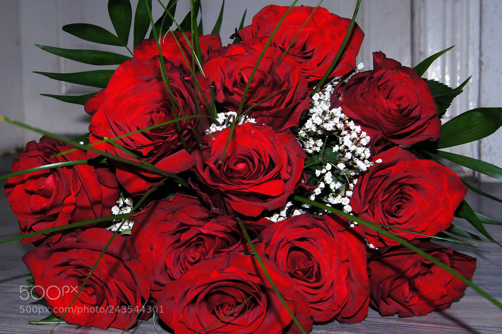 Sony SLT-A55 (SLT-A55V) sample photo. Roses of withe background photography
