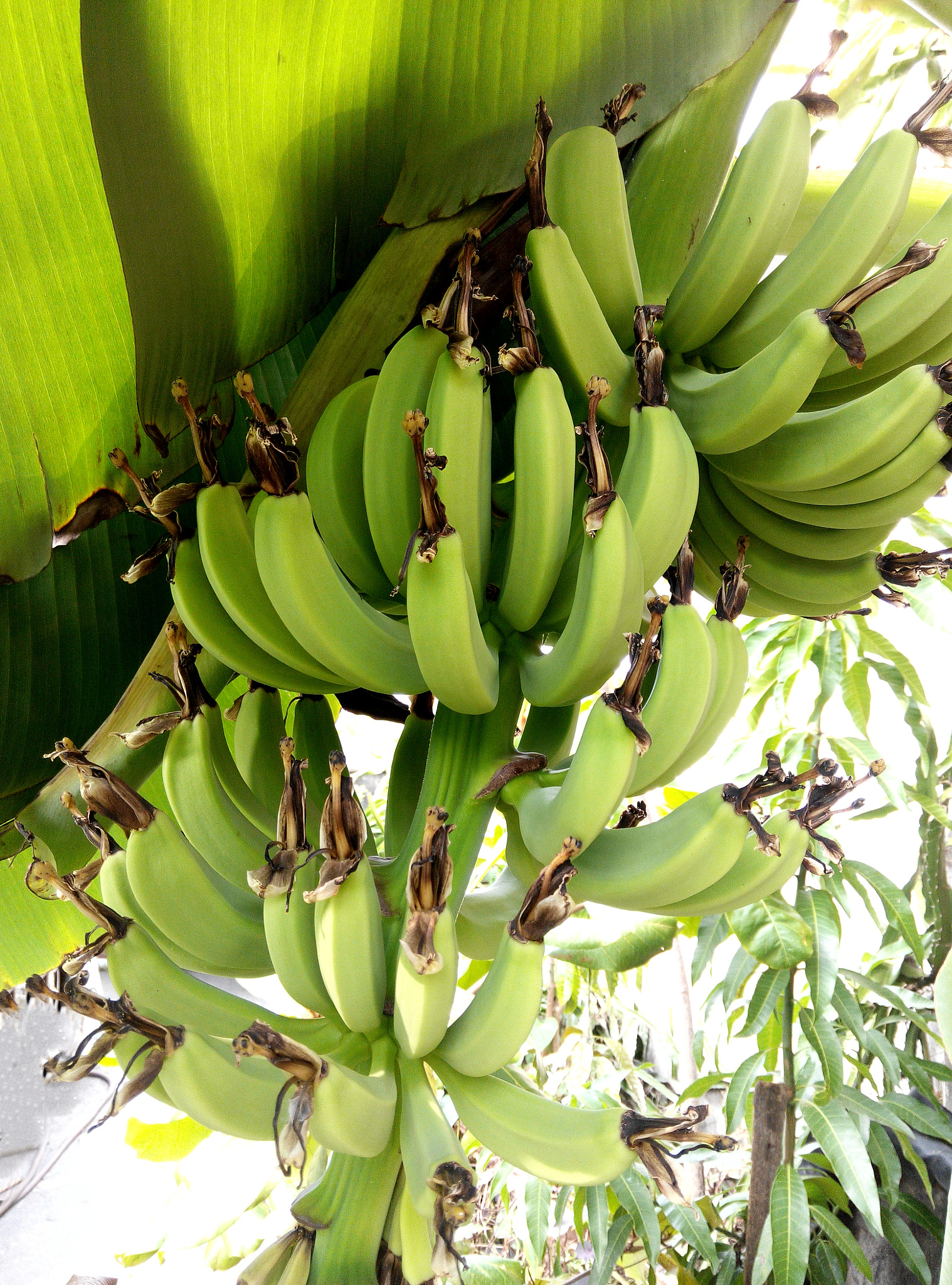 Xiaomi HM NOTE sample photo. Banana photography