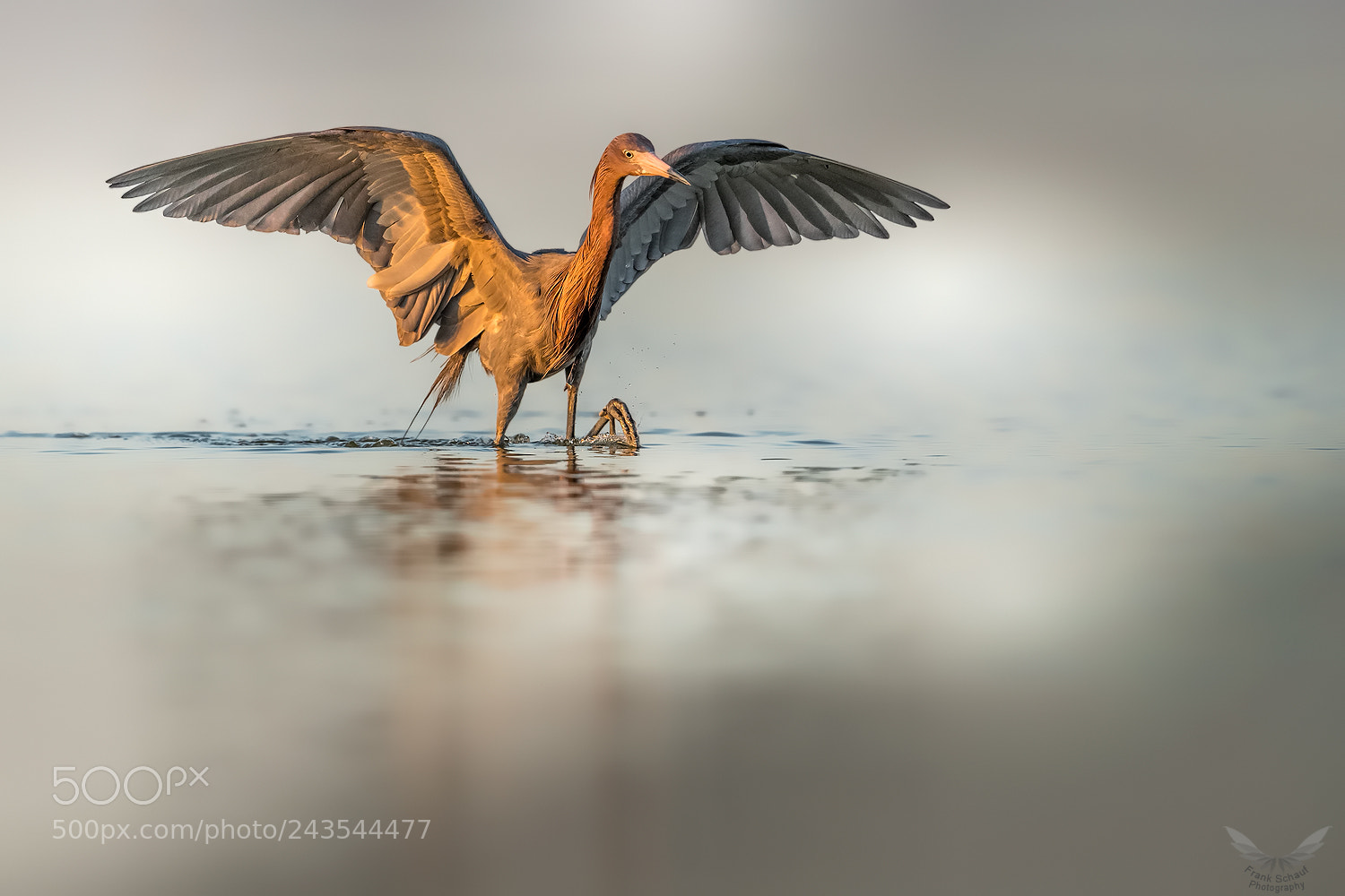 Canon EOS-1D X Mark II sample photo. Reddish egret photography