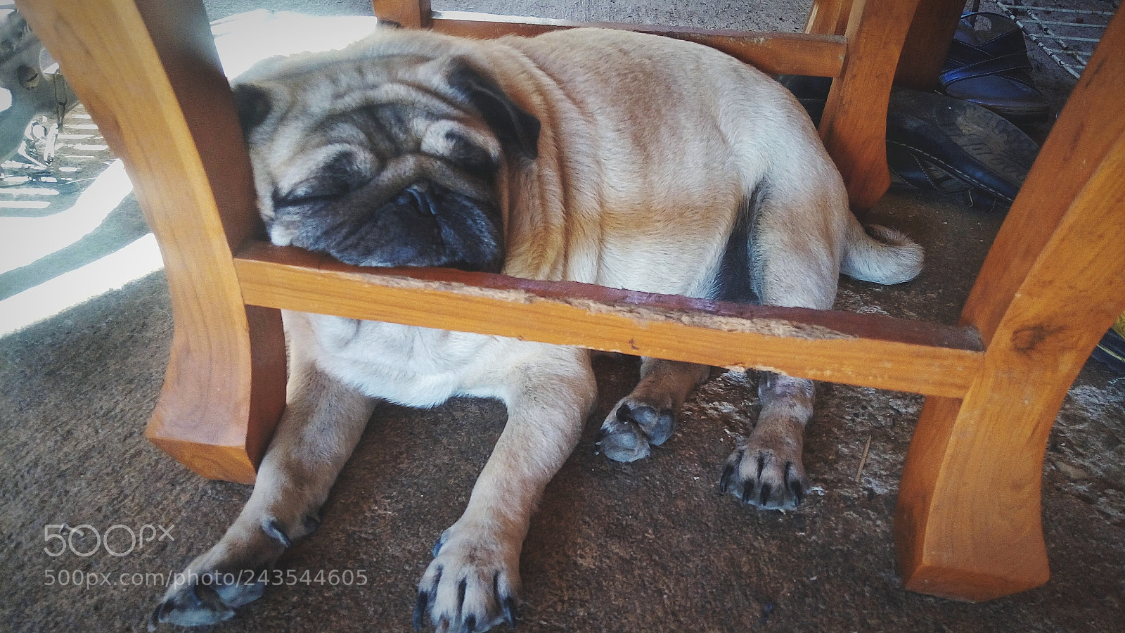 ASUS ZenFone 3 Max (ZC520TL) sample photo. Pug dog sleeping on photography