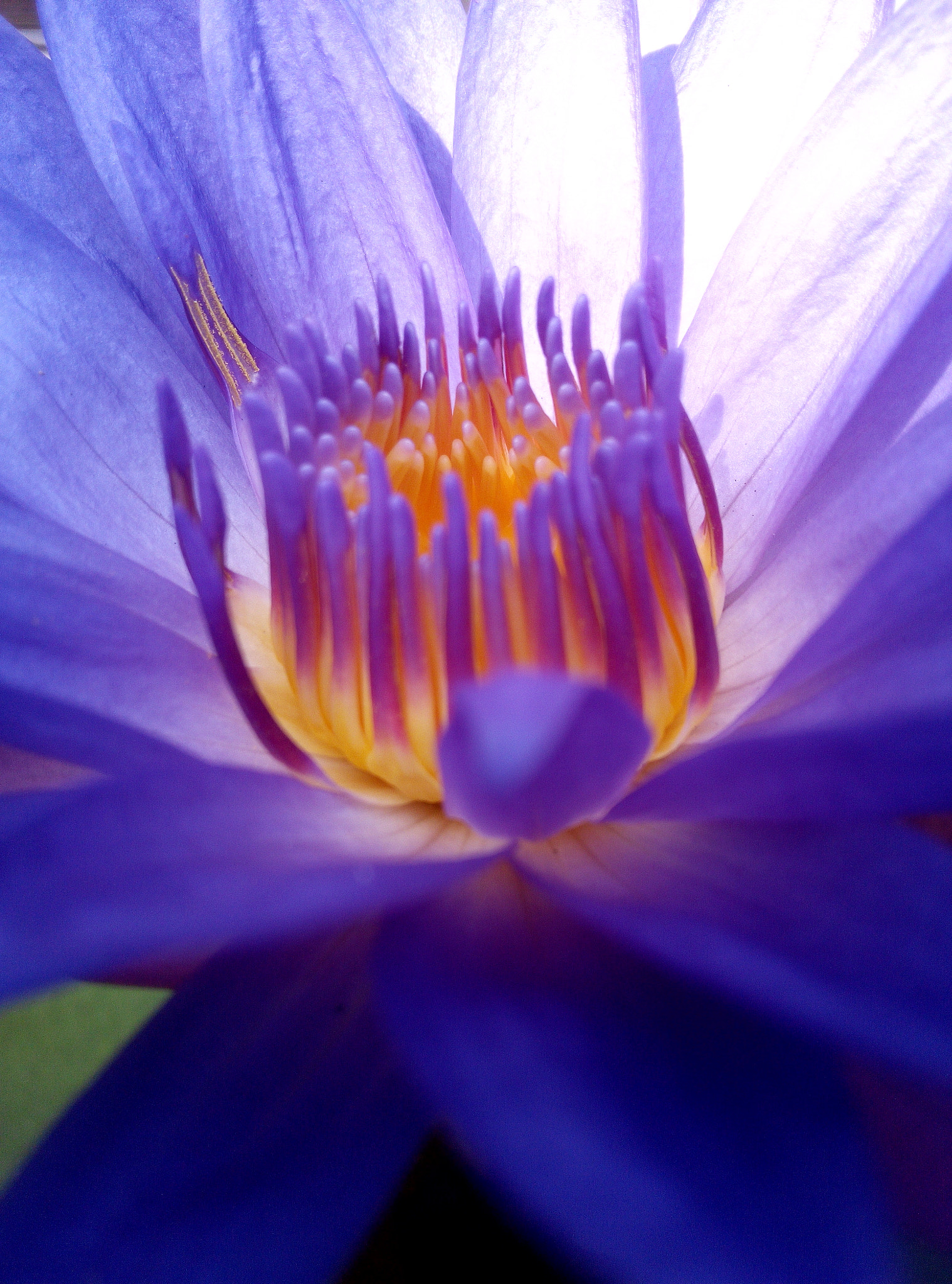 Xiaomi HM NOTE sample photo. Lotus photography