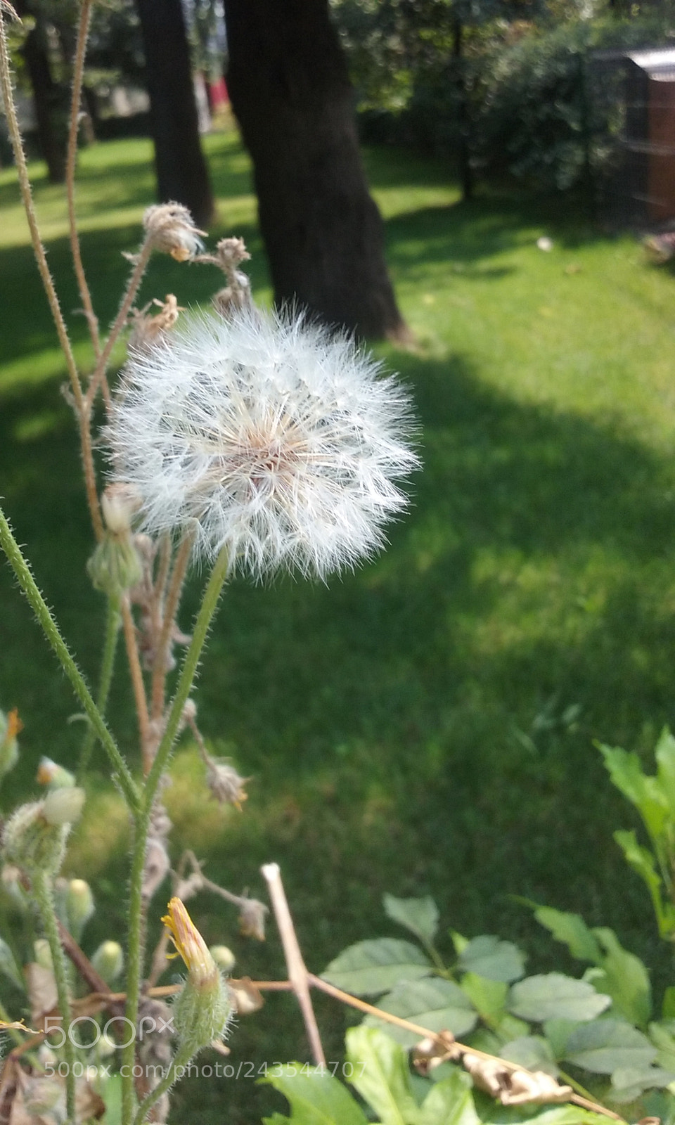 Samsung Galaxy Core Prime sample photo. Dandelion photography