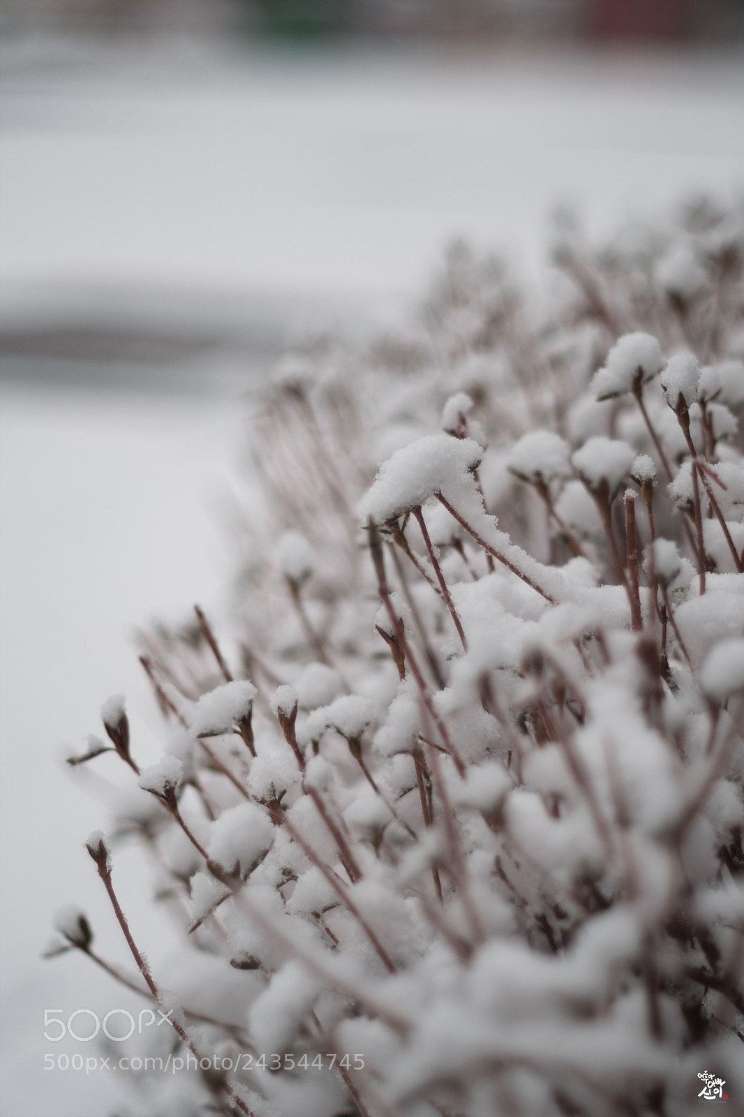Fujifilm X-T2 sample photo. Snow flower photography
