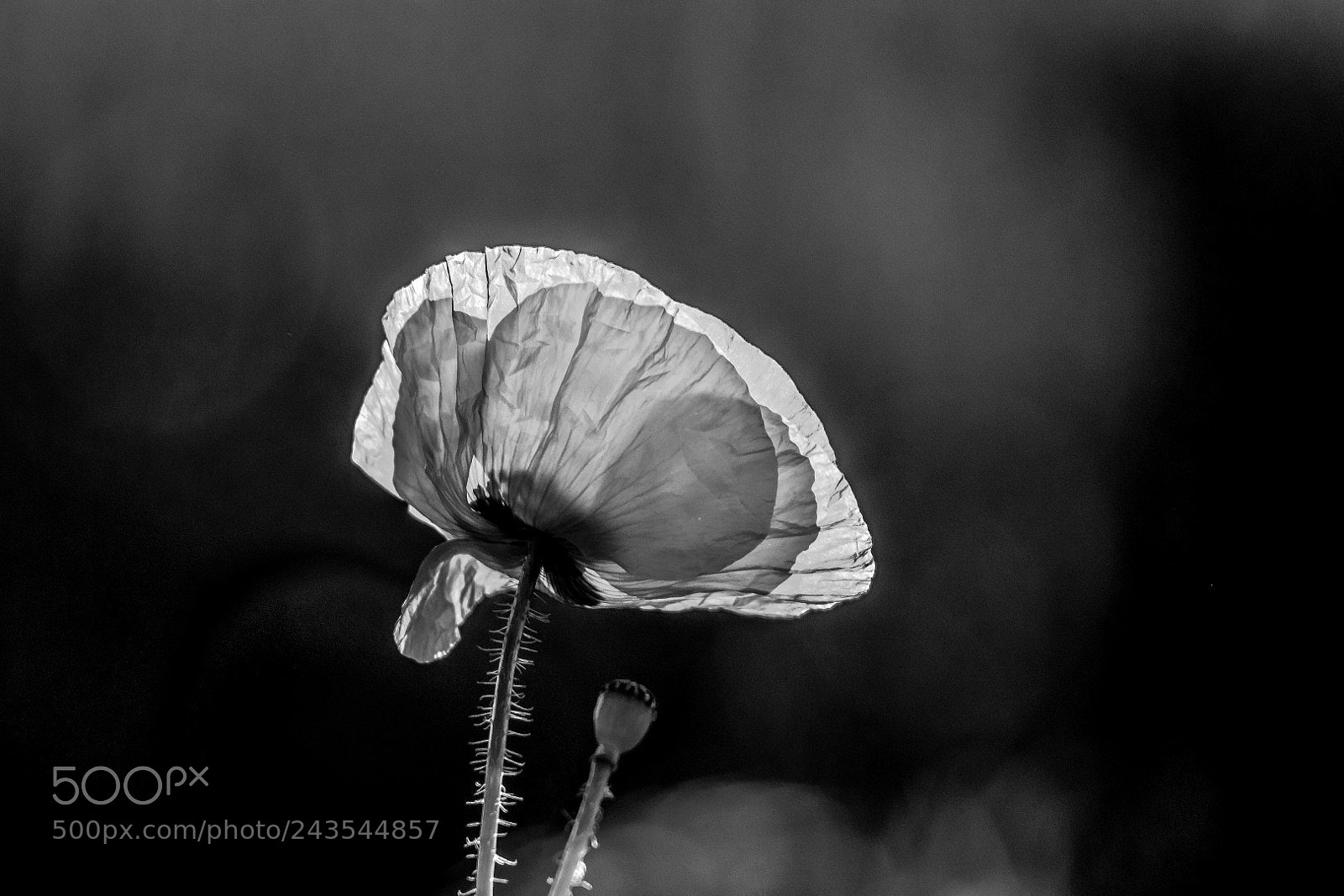 Canon EOS 7D Mark II sample photo. Poppy (papaver rhoeas) photography