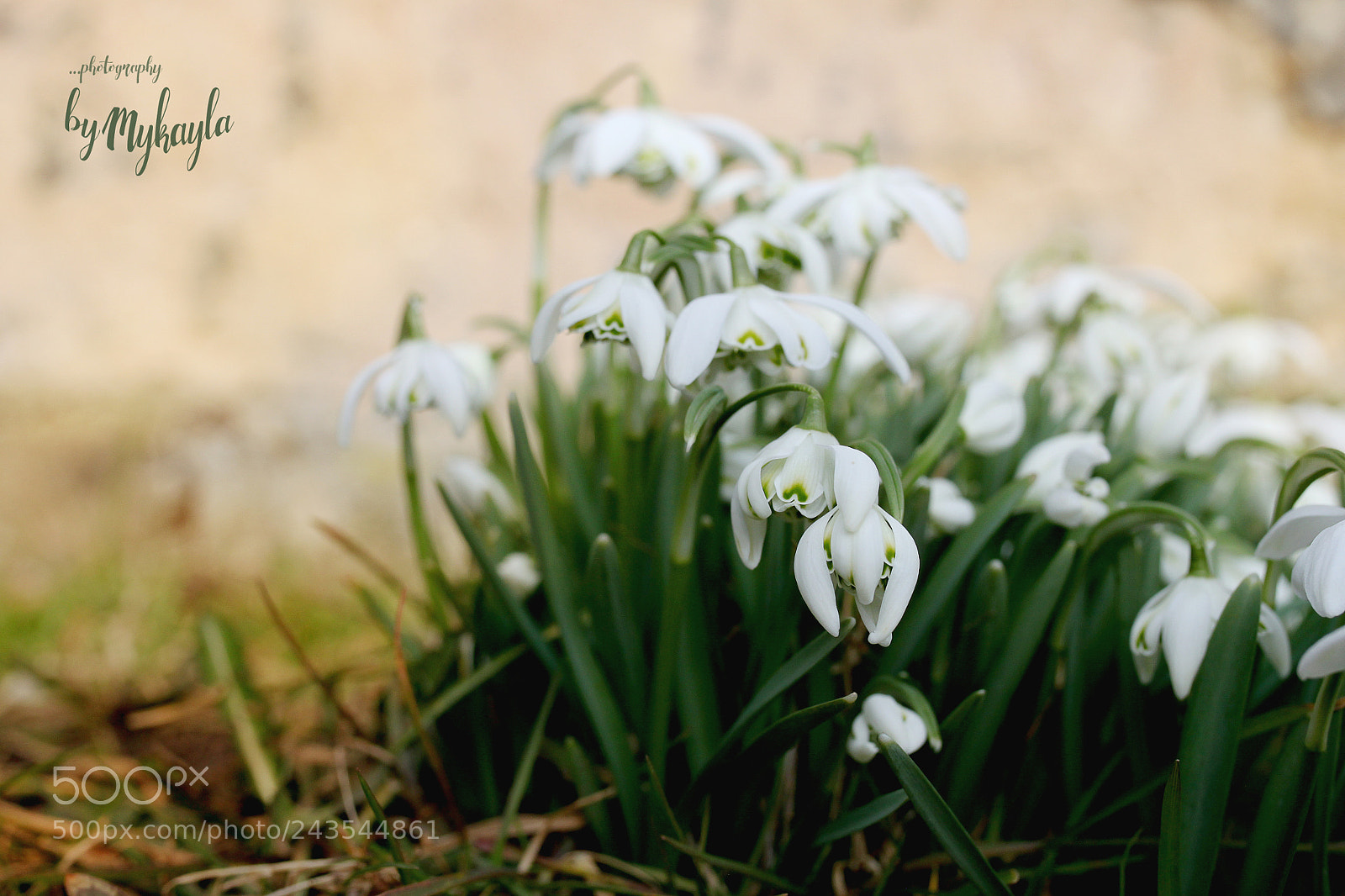 Canon EOS 500D (EOS Rebel T1i / EOS Kiss X3) sample photo. Snowdrops photography