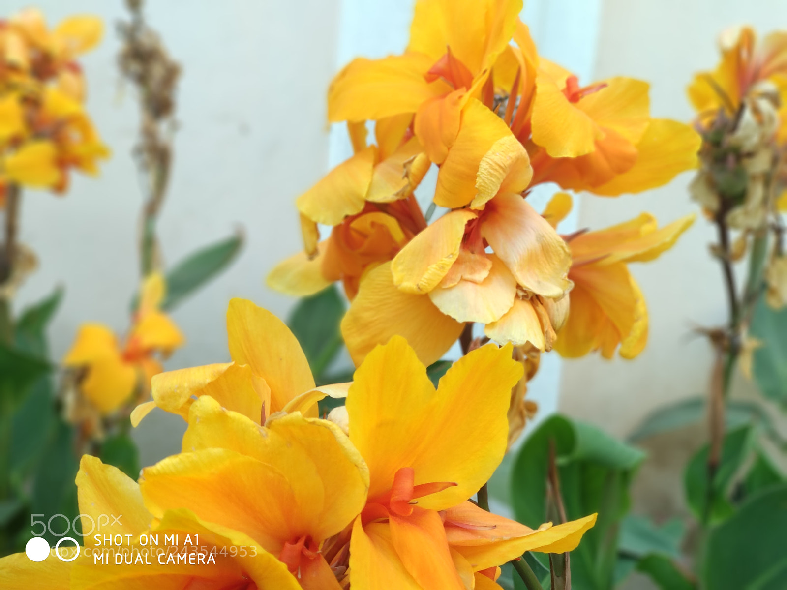 Xiaomi Mi A1 sample photo. Untitled photography