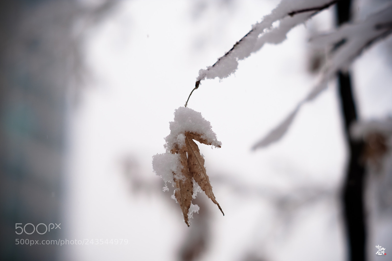 Fujifilm X-T2 sample photo. Winter wonderland photography