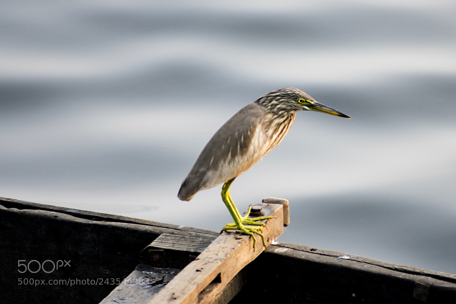 Nikon D3400 sample photo. Indian pond heron photography