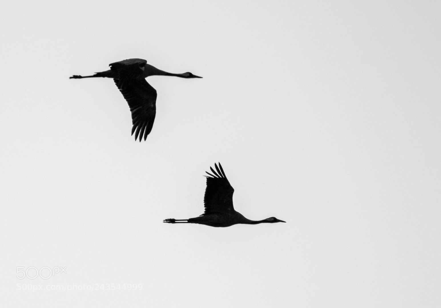 Canon EOS 7D Mark II sample photo. Cranes (grus grus) photography