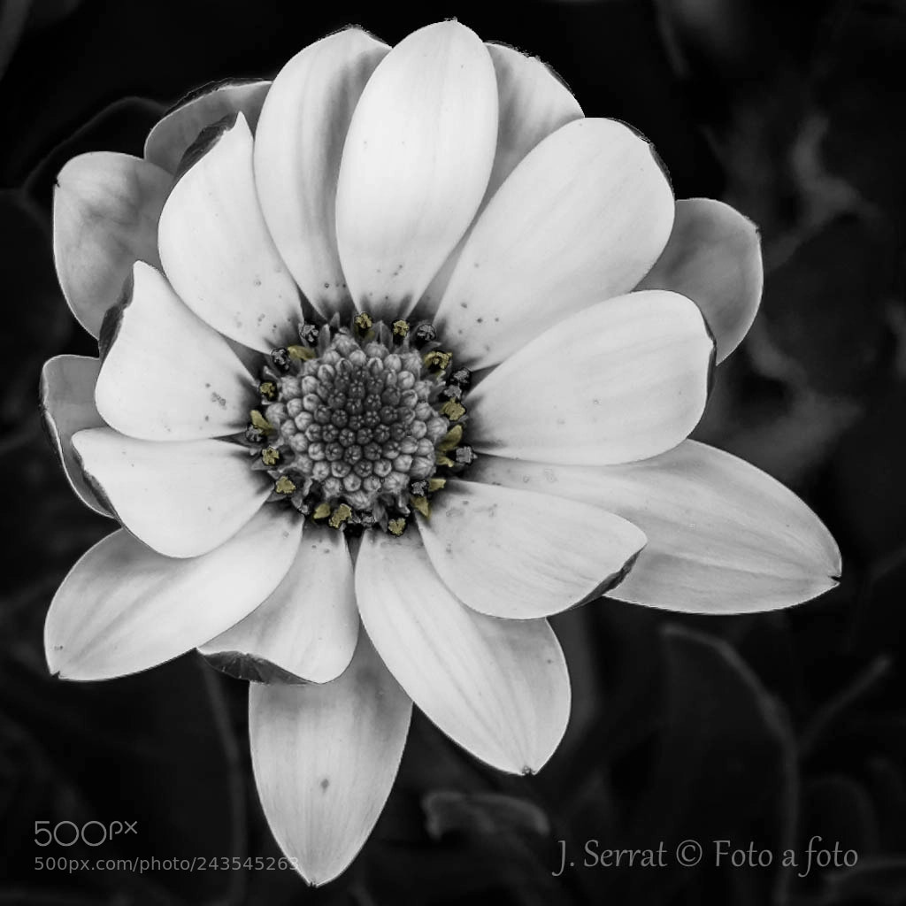 Nikon D7200 sample photo. Flower photography