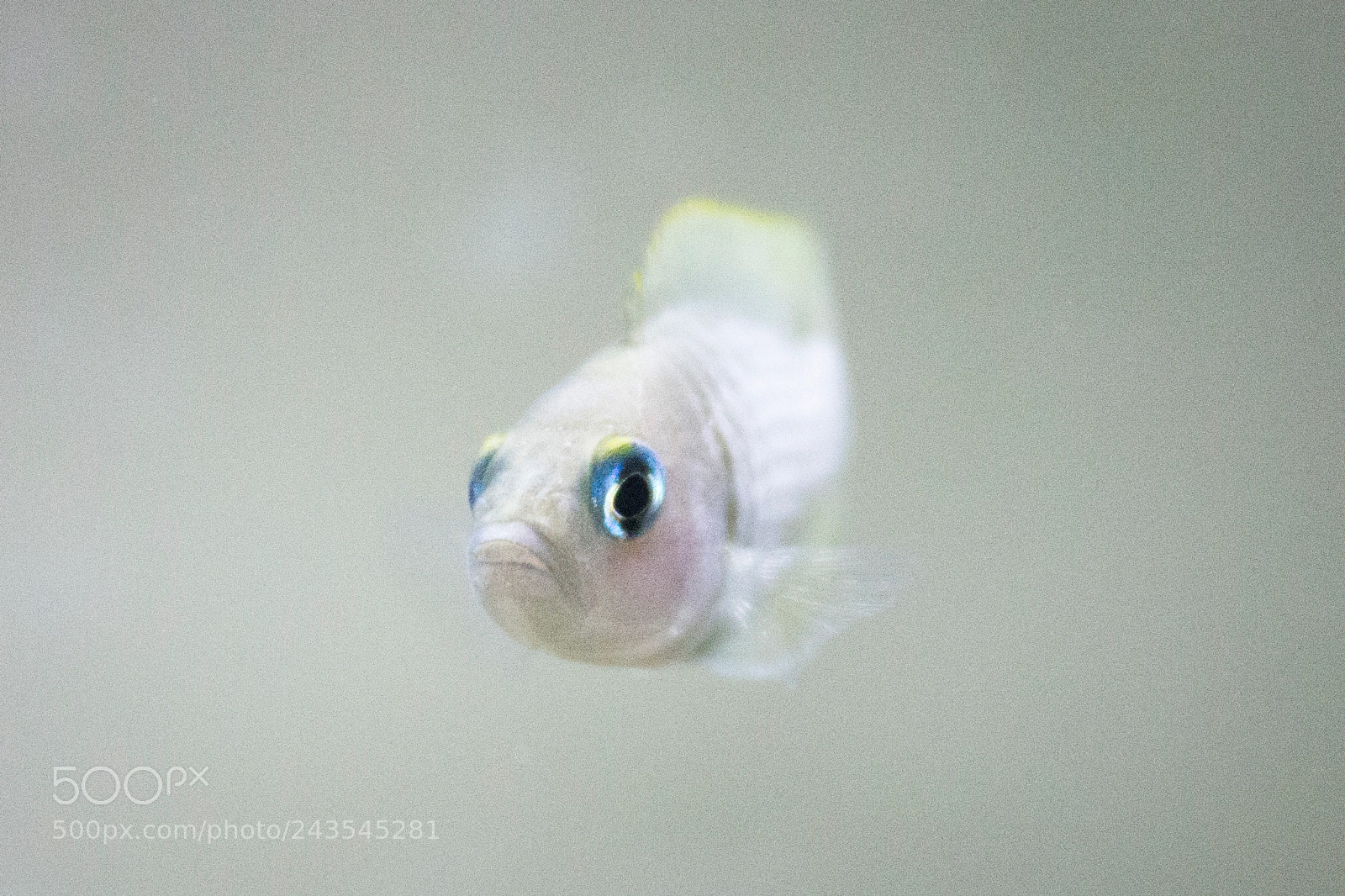 Canon EOS 550D (EOS Rebel T2i / EOS Kiss X4) sample photo. N. multifasciatus photography