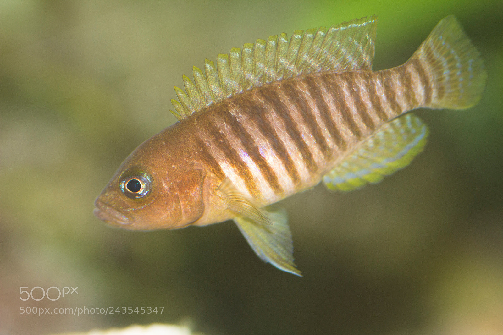 Canon EOS 550D (EOS Rebel T2i / EOS Kiss X4) sample photo. N. multifasciatus photography