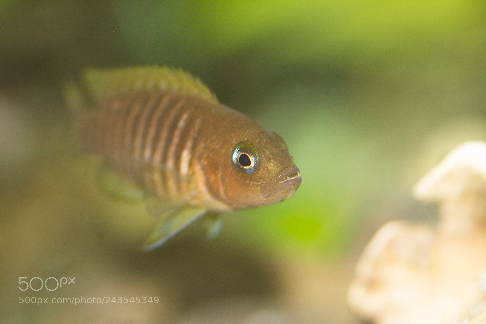 Canon EOS 550D (EOS Rebel T2i / EOS Kiss X4) sample photo. N. multifasciatus photography