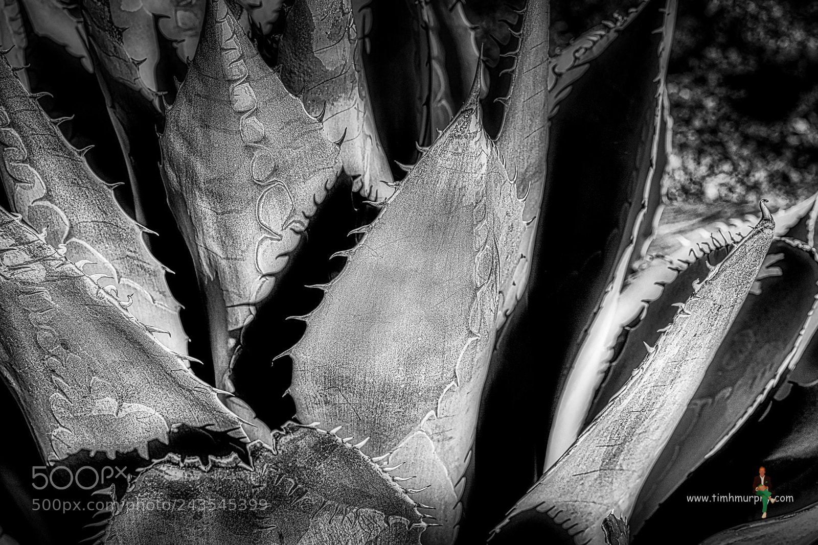 Nikon D7100 sample photo. Dangerous agave monochrome photography