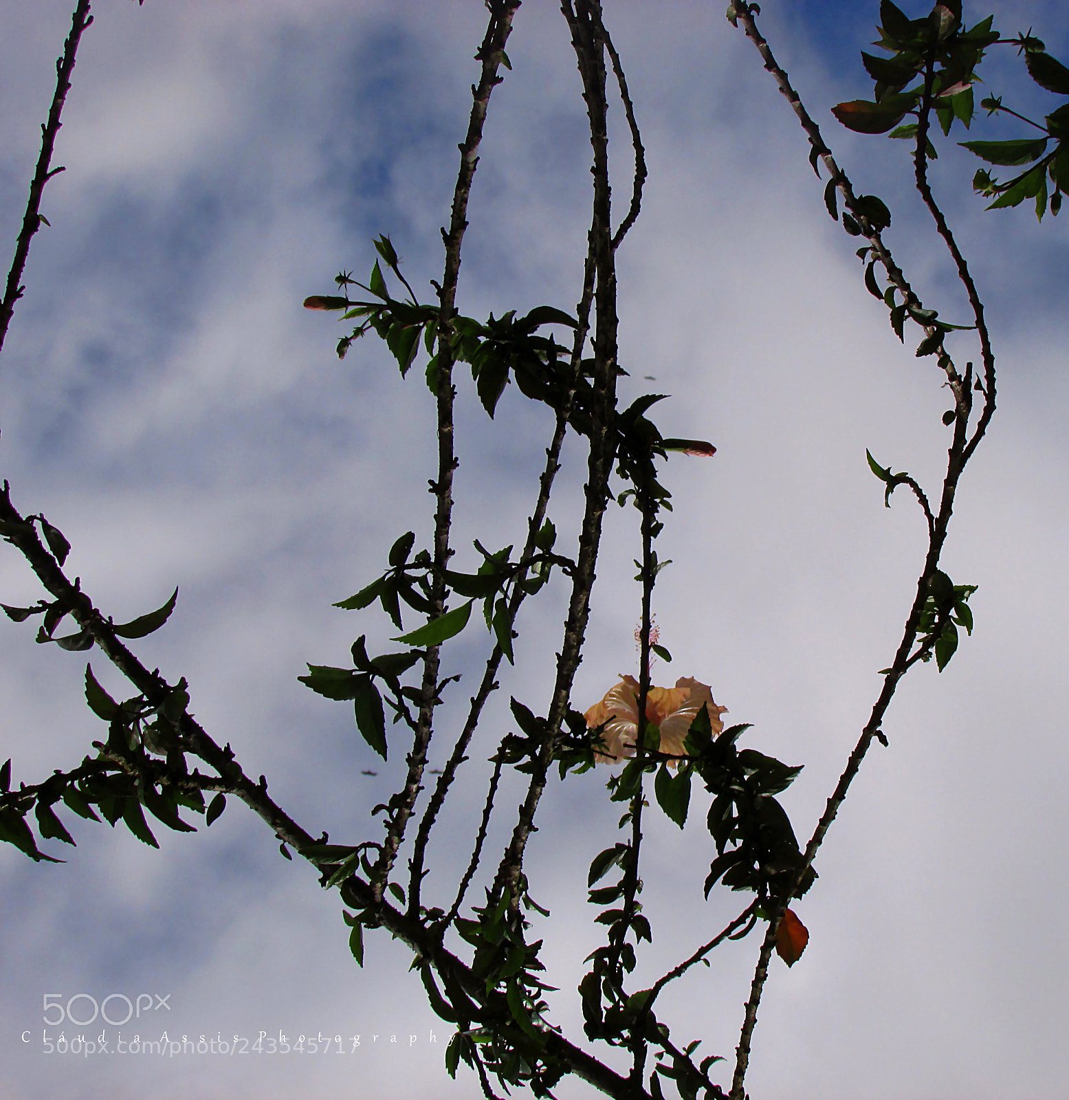 Canon PowerShot SX400 IS sample photo. Universo natural photography