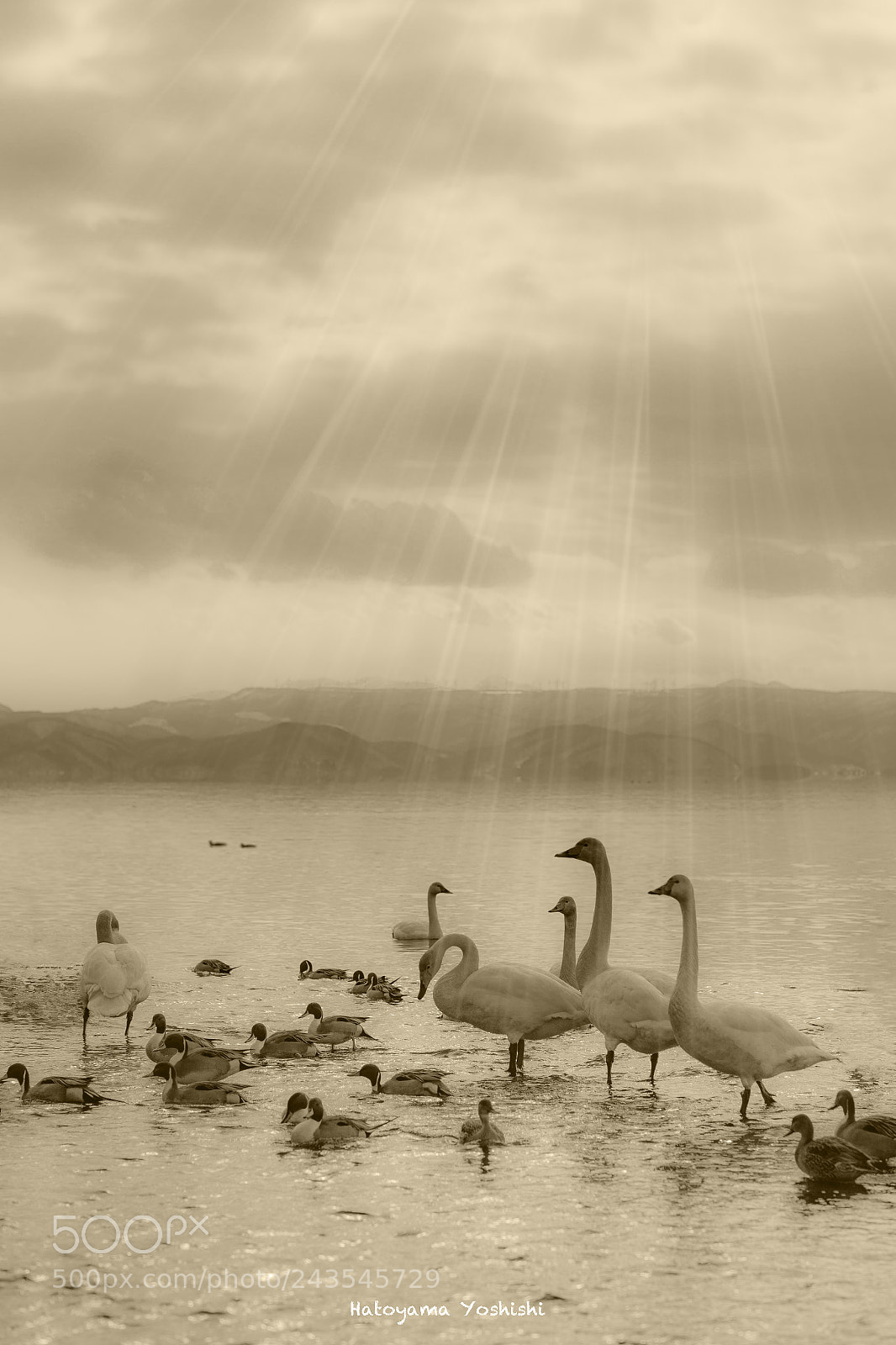 Canon EOS-1D X Mark II sample photo. Swan swimming photography