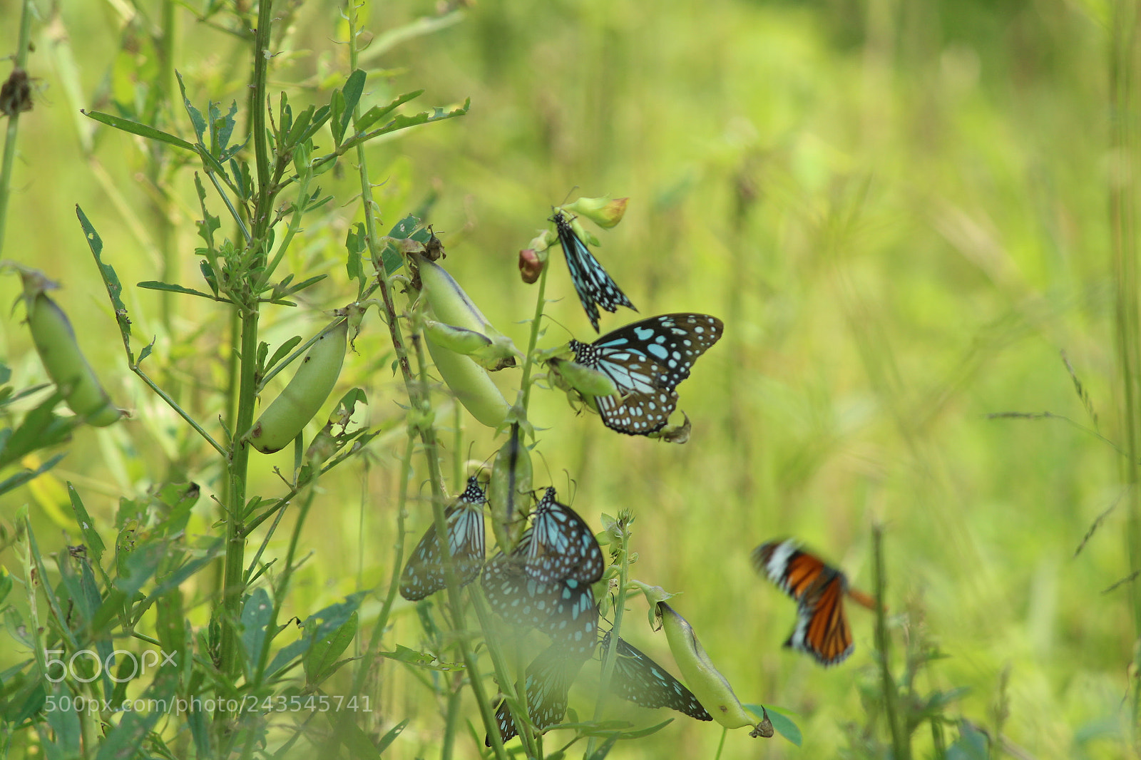 Canon EF-S 55-250mm F4-5.6 IS II sample photo. Butterfly photography