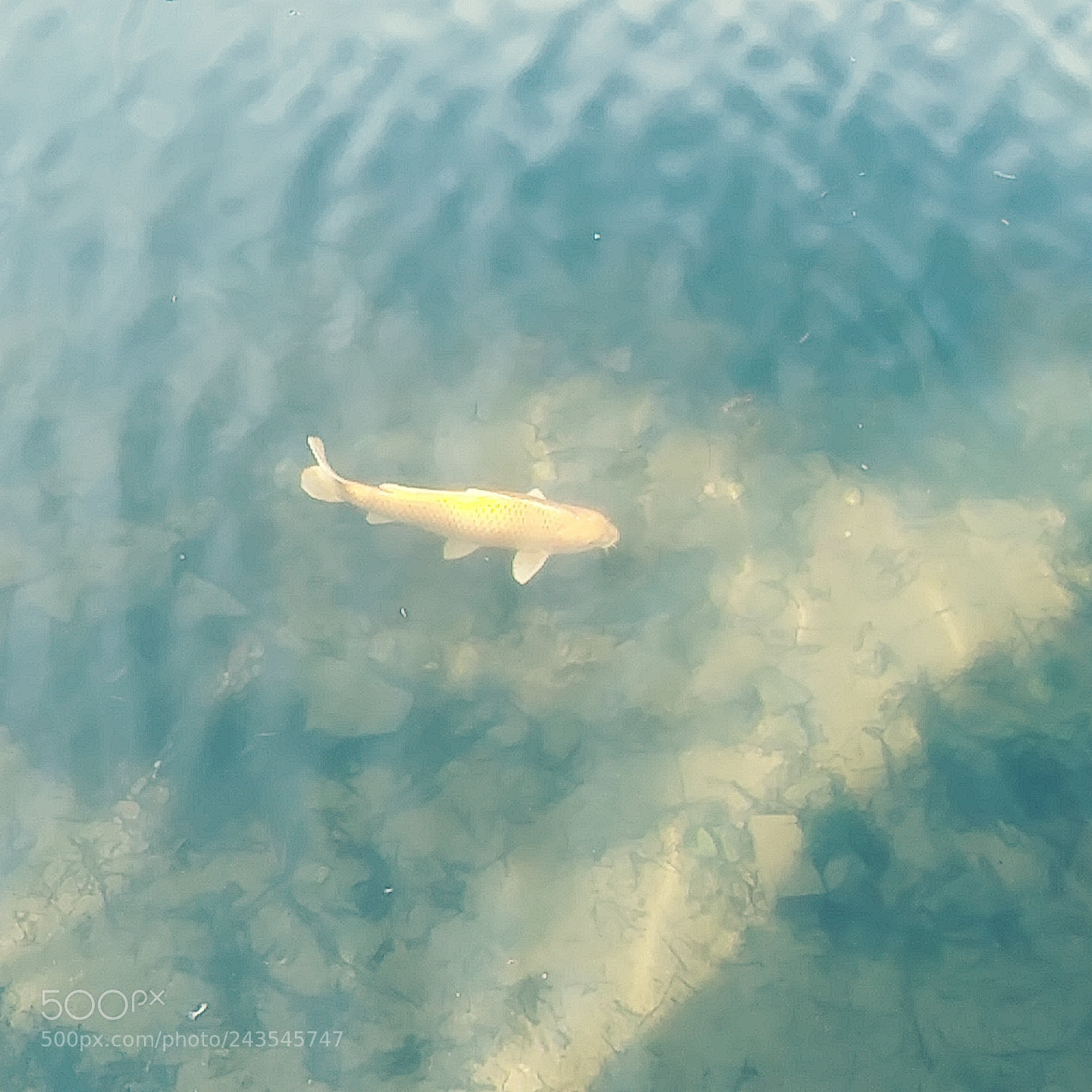 LG K20 PLUS sample photo. Koi fish photography