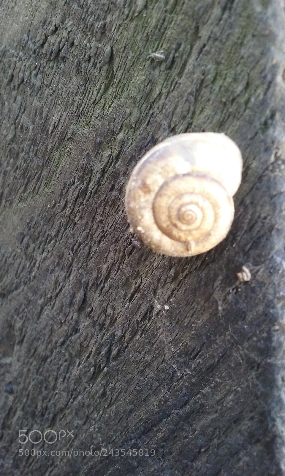 Samsung Galaxy Core Prime sample photo. Artistic photo photography