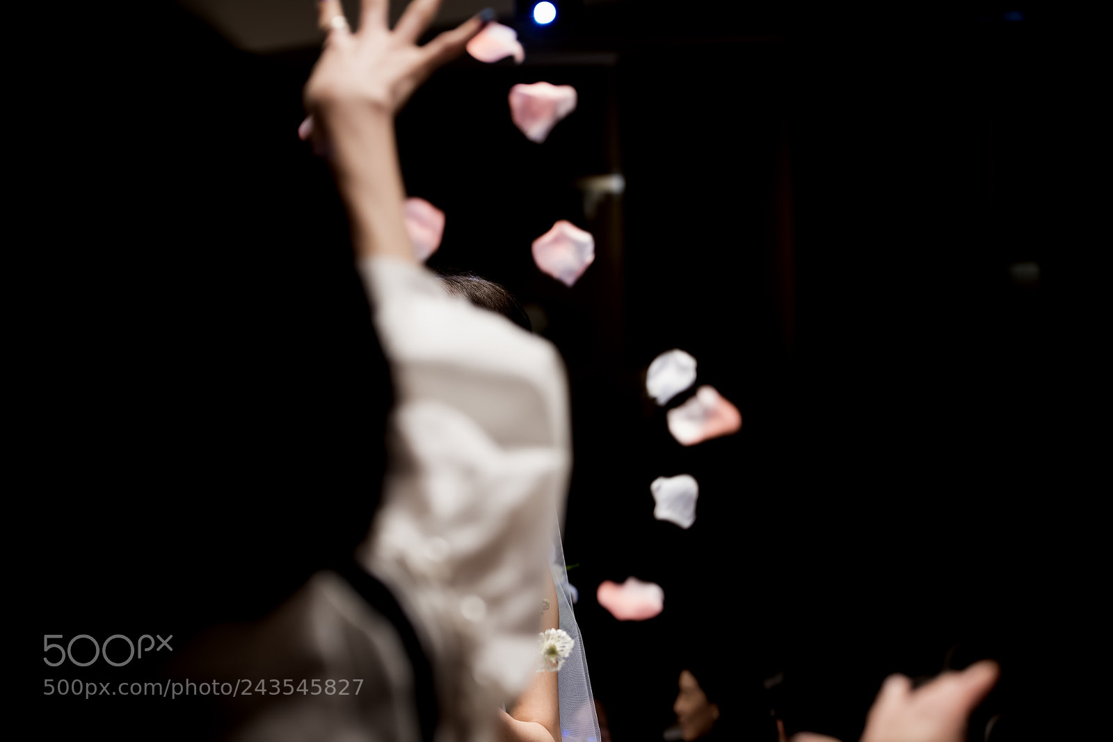 Nikon D850 sample photo. Untitled photography