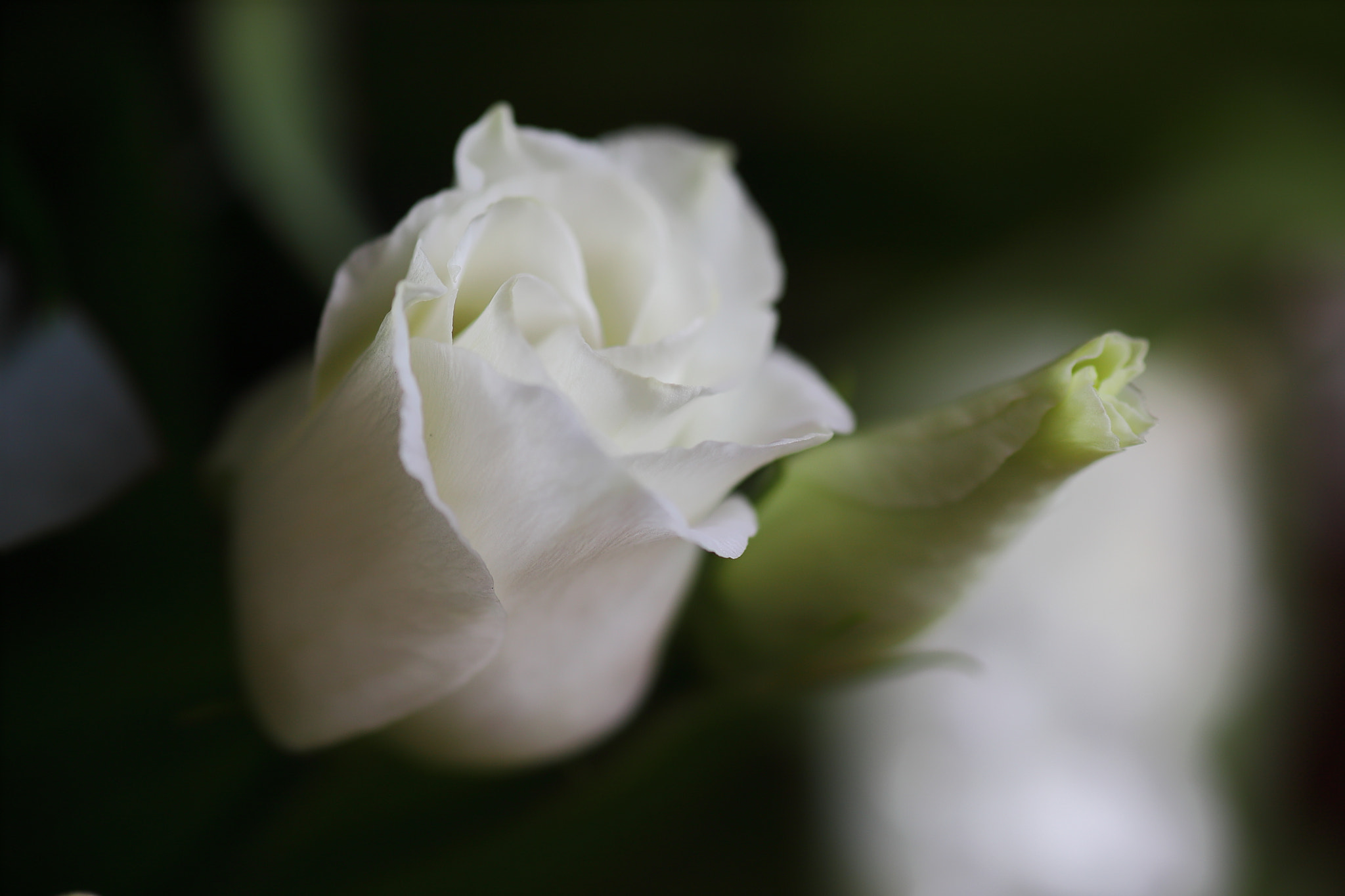 Canon EOS 6D Mark II + Tamron SP AF 90mm F2.8 Di Macro sample photo. Emerging photography