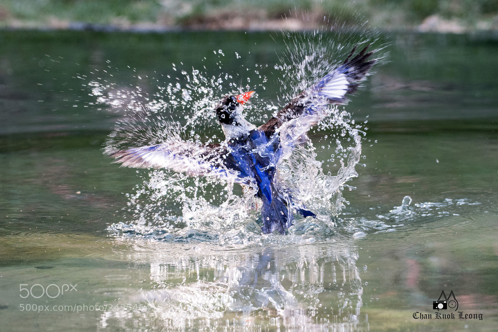Nikon D500 sample photo. Water dance 水舞 photography