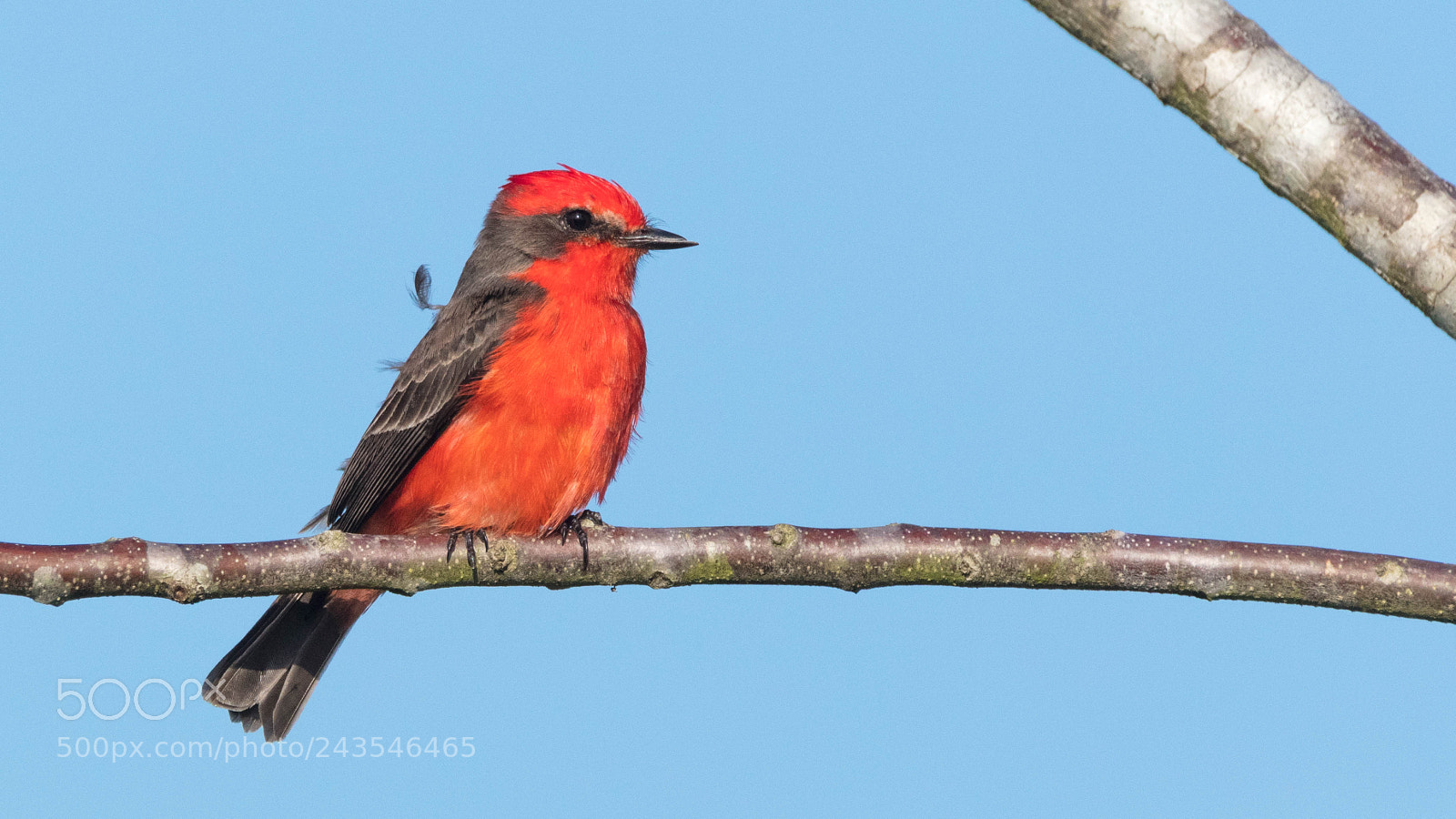 Canon EOS 5DS sample photo. Vermillion flycatcher photography