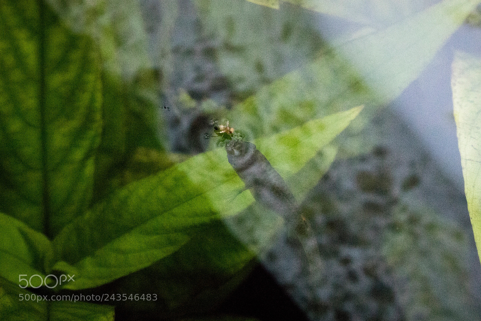 Canon EOS 760D (EOS Rebel T6s / EOS 8000D) sample photo. Limia tridens femals catching photography