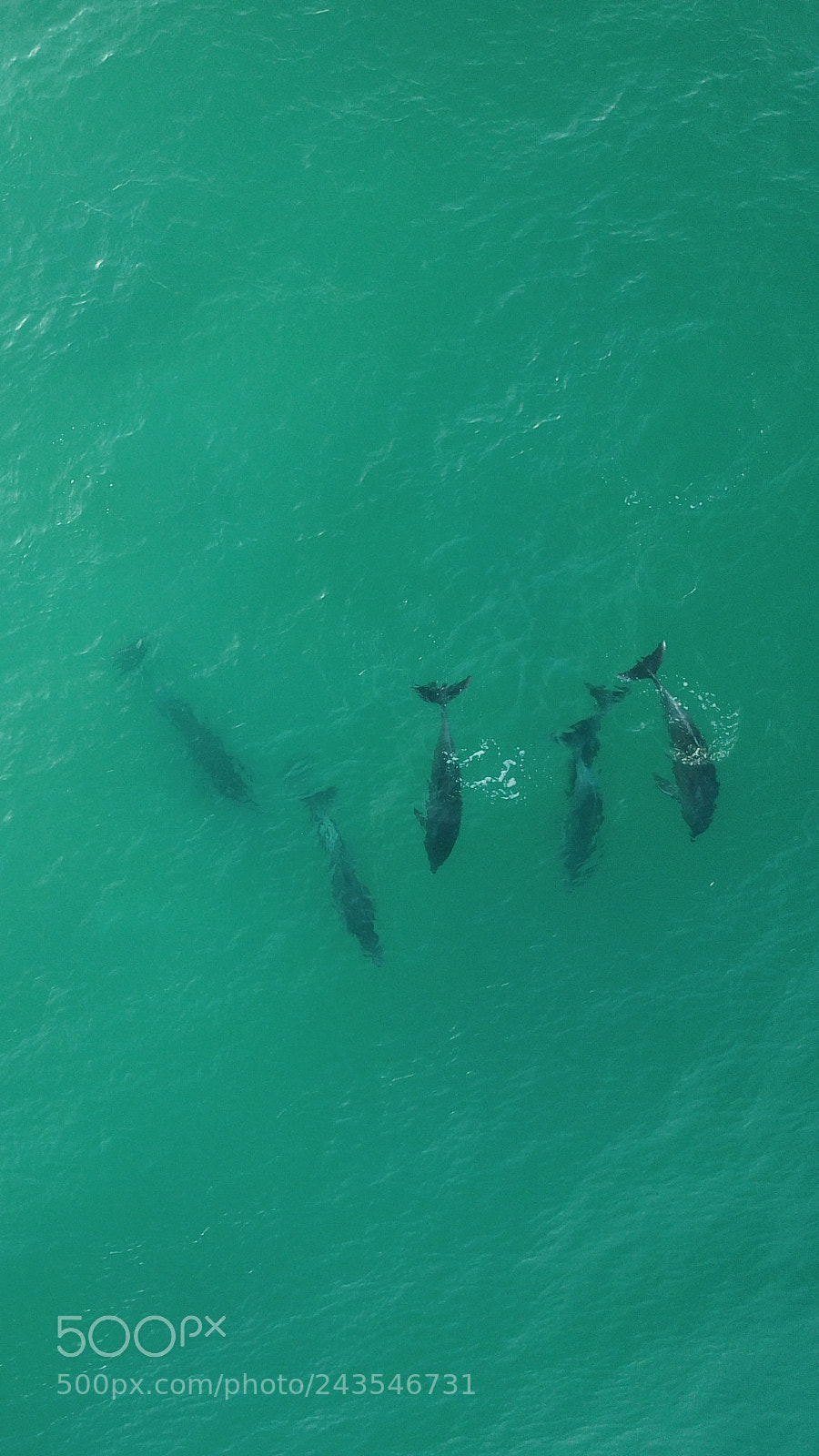 DJI FC220 sample photo. Herolds dolphins.jpg photography