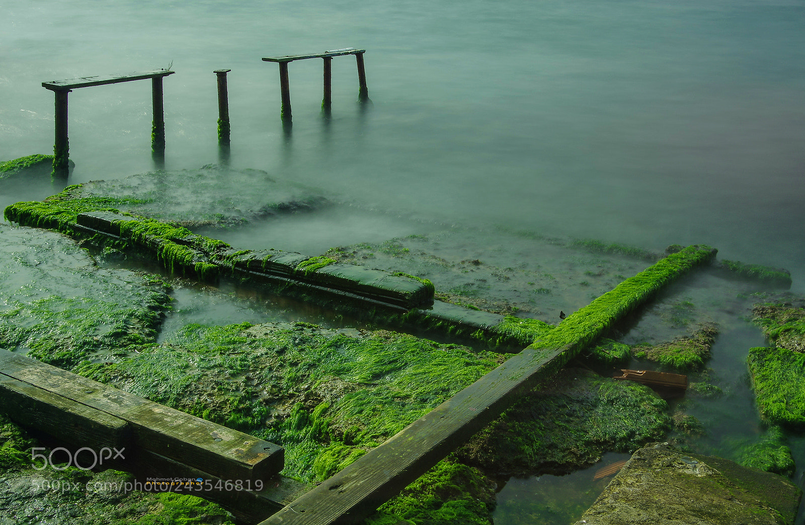 Pentax K-3 II sample photo. Green moss's photography