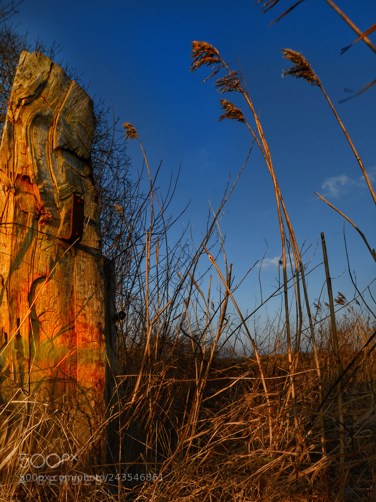 Nikon D7500 sample photo. Out in the fields photography