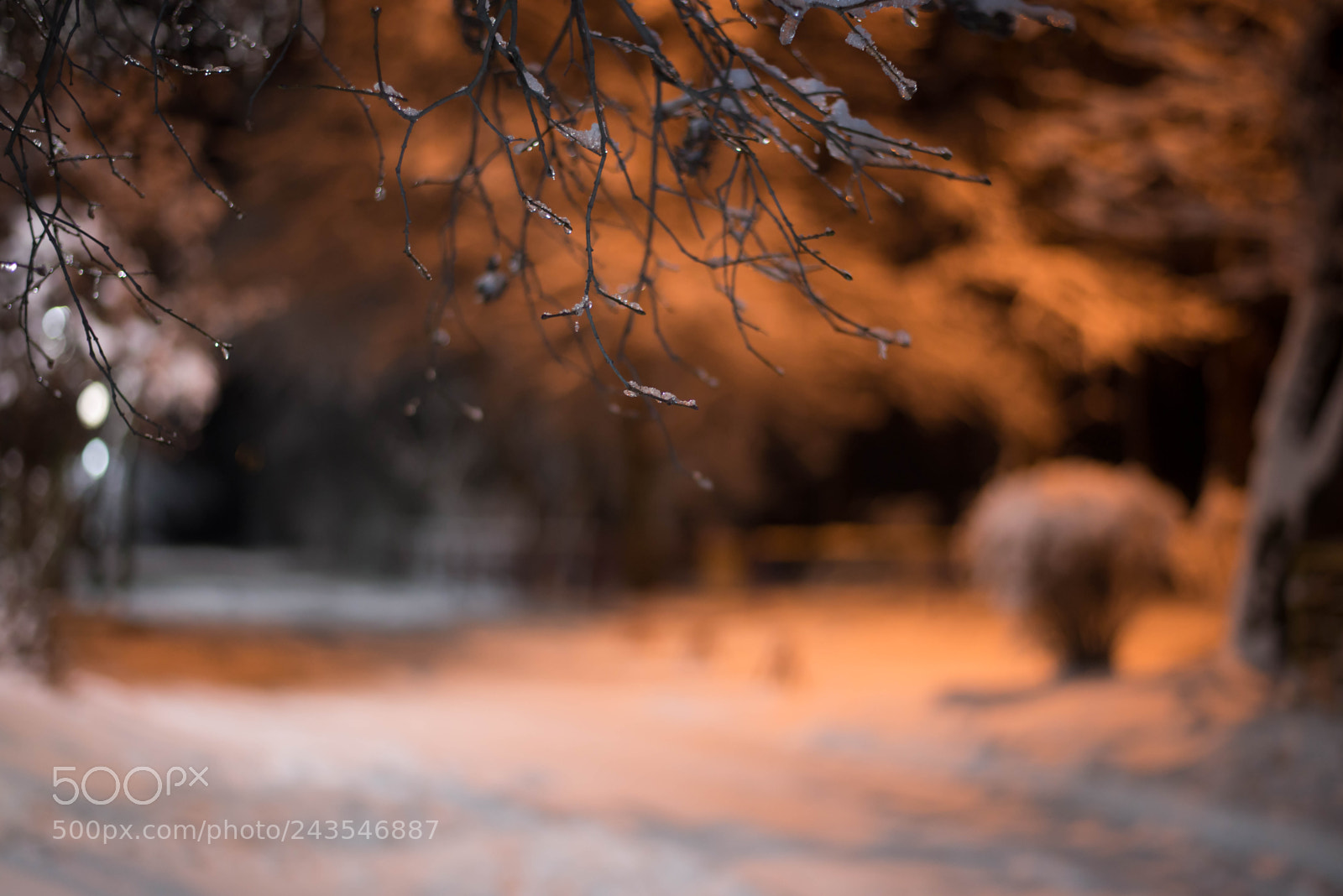 Nikon D600 sample photo. Winter photography