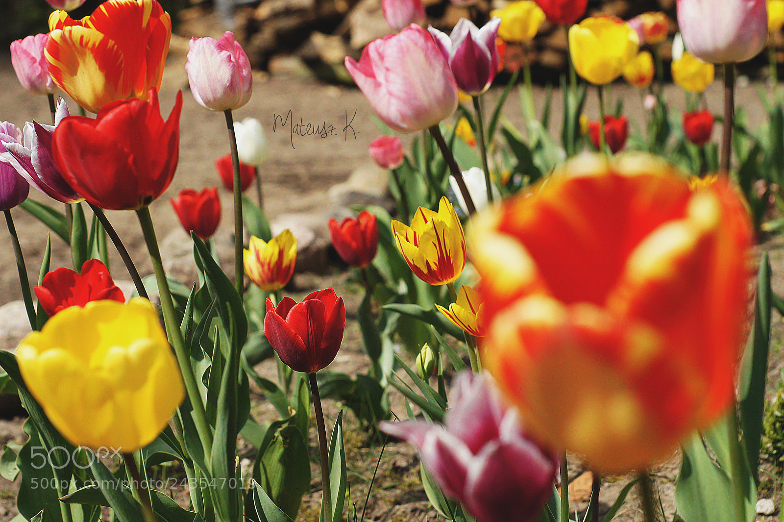 Sony Alpha DSLR-A550 sample photo. Tulips photography