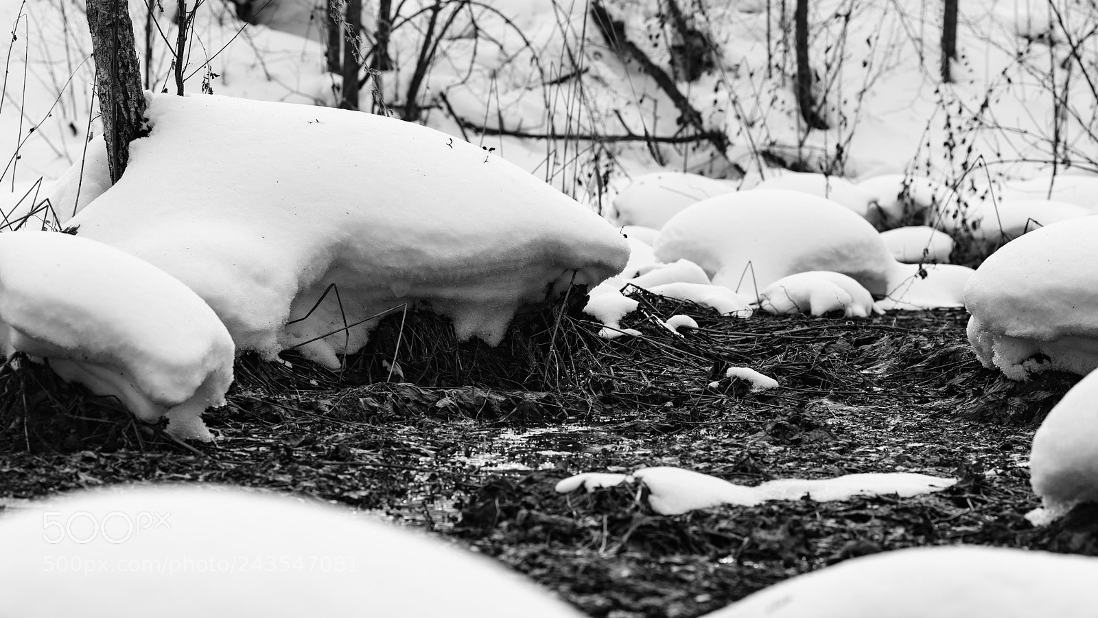 Sony a7R II sample photo. Thawed patch. photography