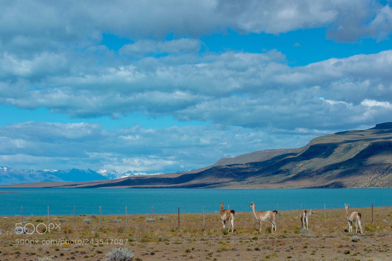 Nikon D3200 sample photo. Guanacos near lago argentino photography